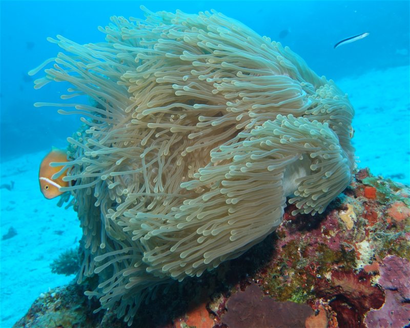 Divesite Image