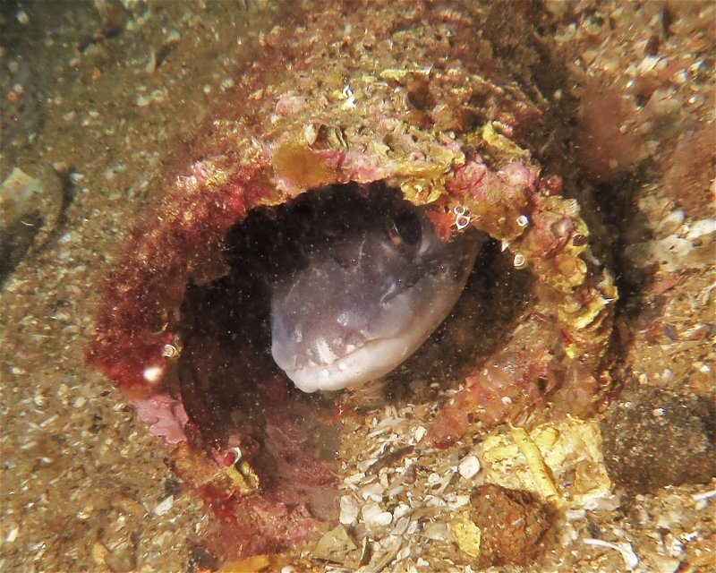 Divesite Image