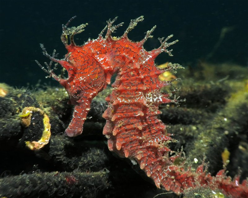 Divesite Image