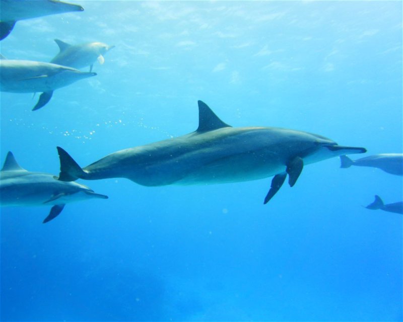 Divesite Image