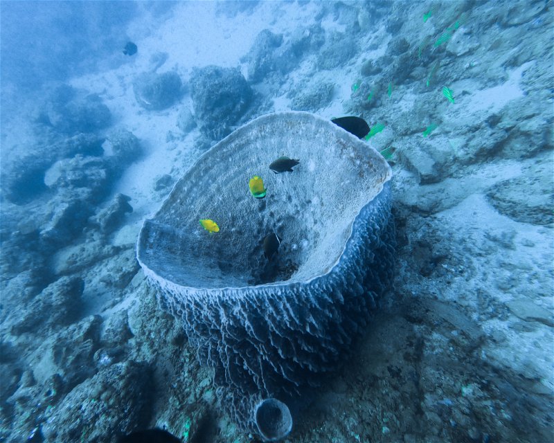 Divesite Image