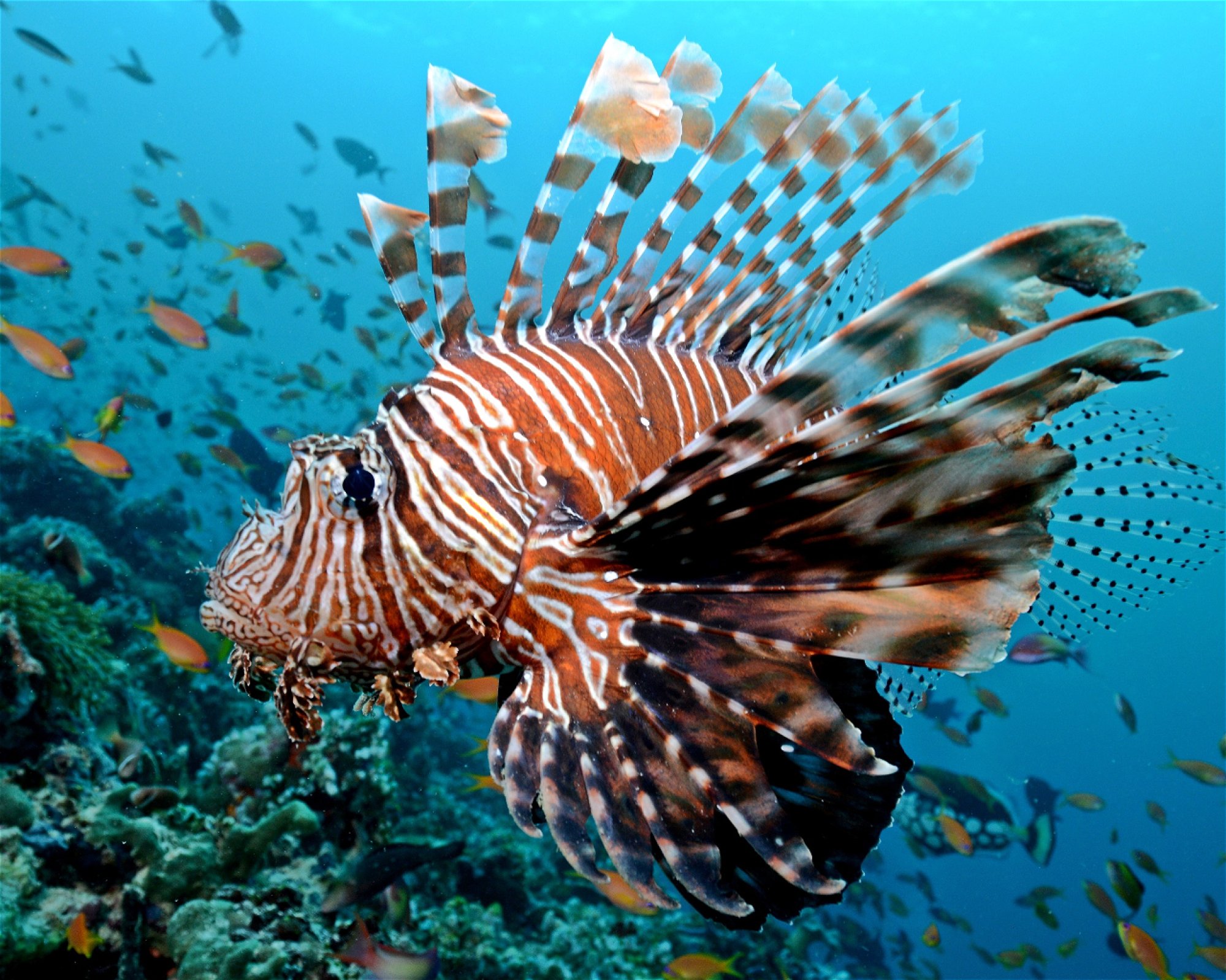 Maldives Passions, 08090 Maafushi