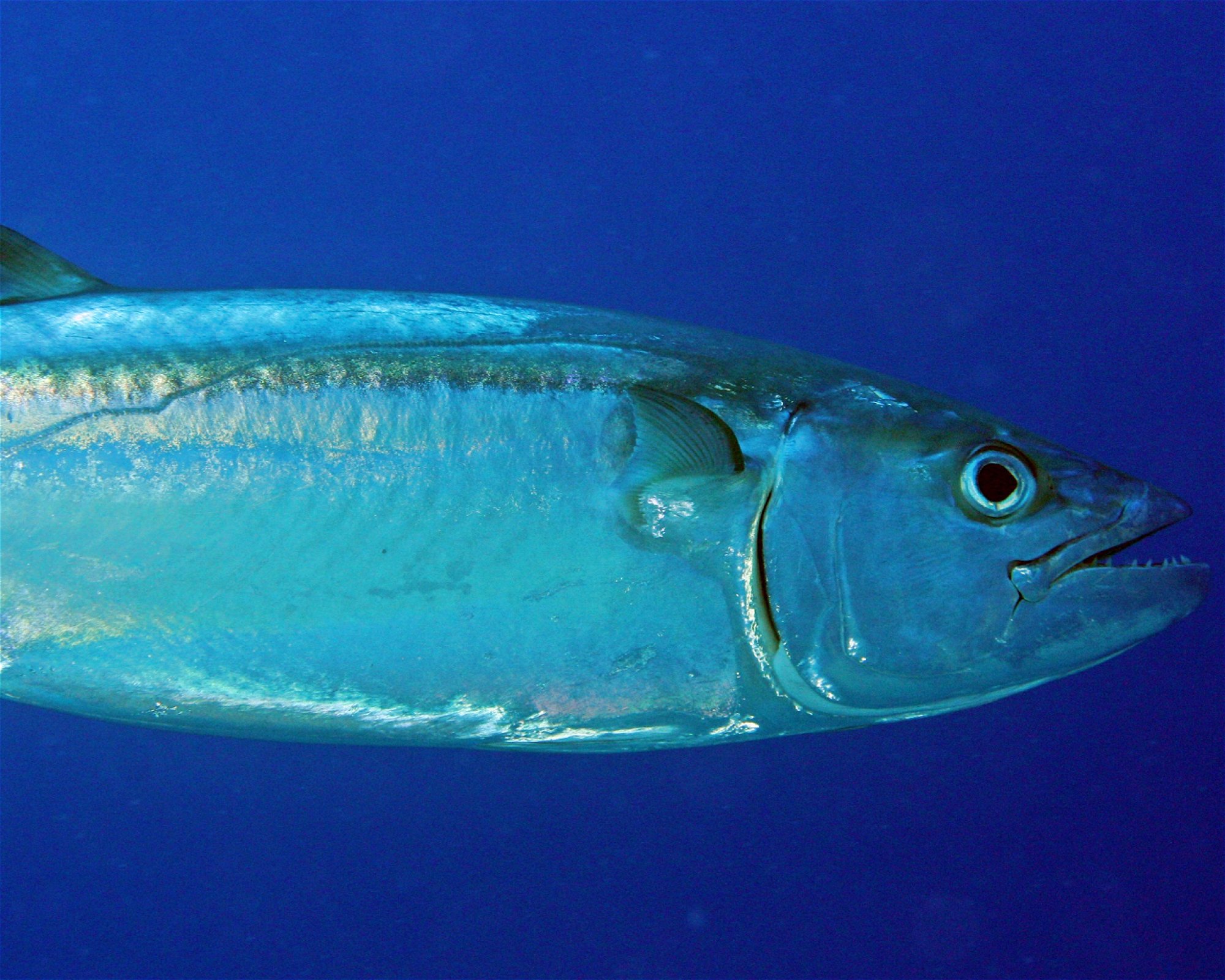 Maldives Passions, 08090 Maafushi