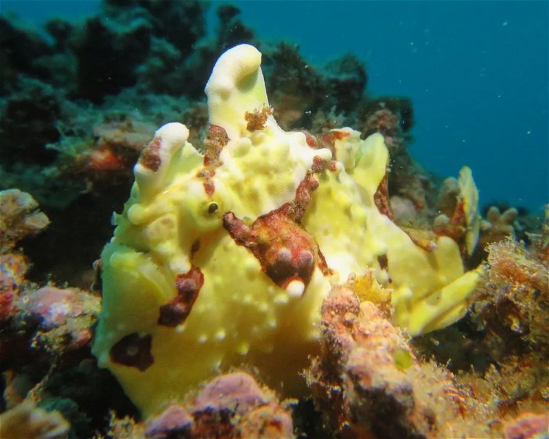 Divesite Image
