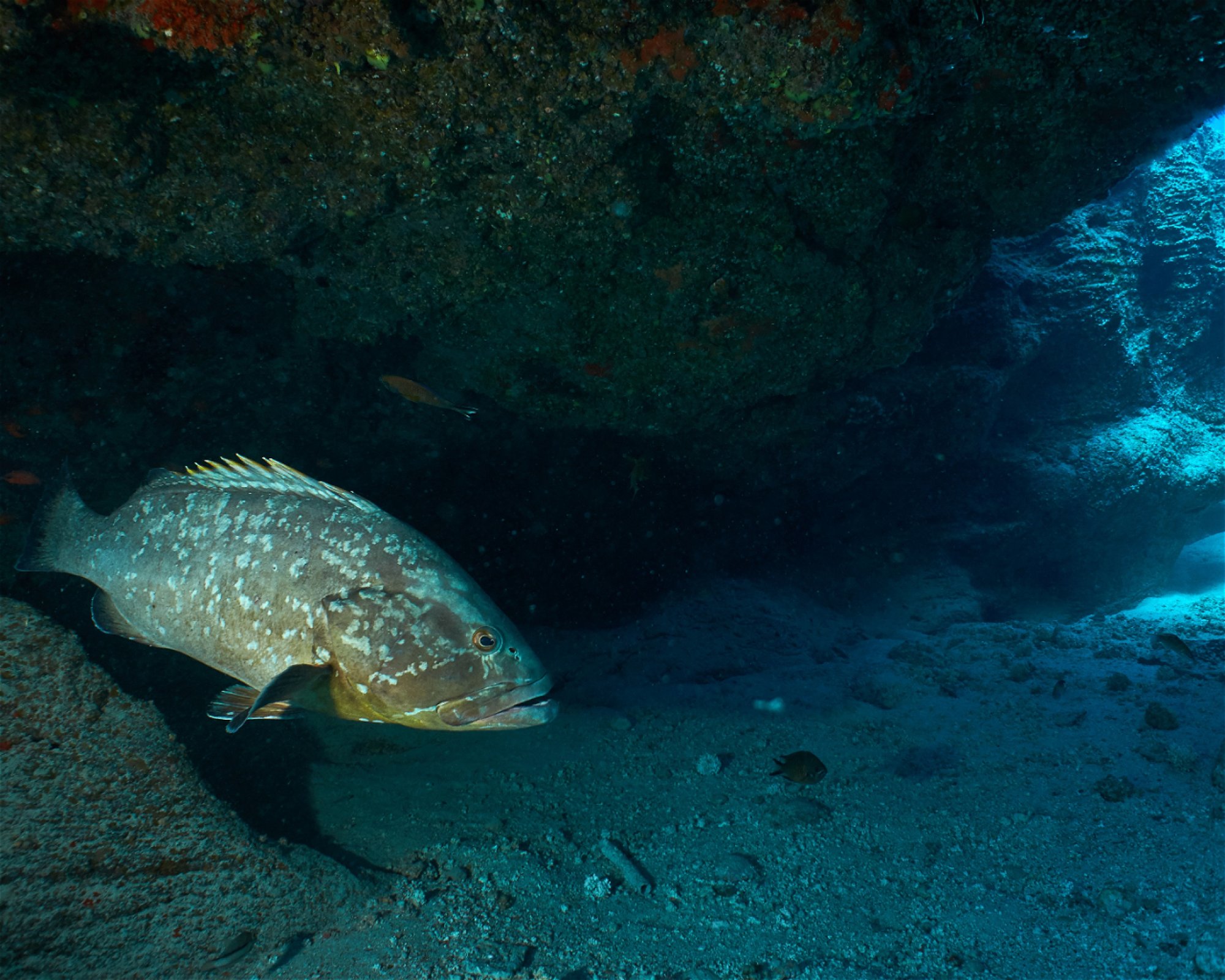 Punta Amanay SL, 35660 Fuerteventura, Corralejo