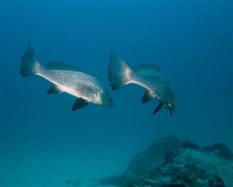 Divesite Image