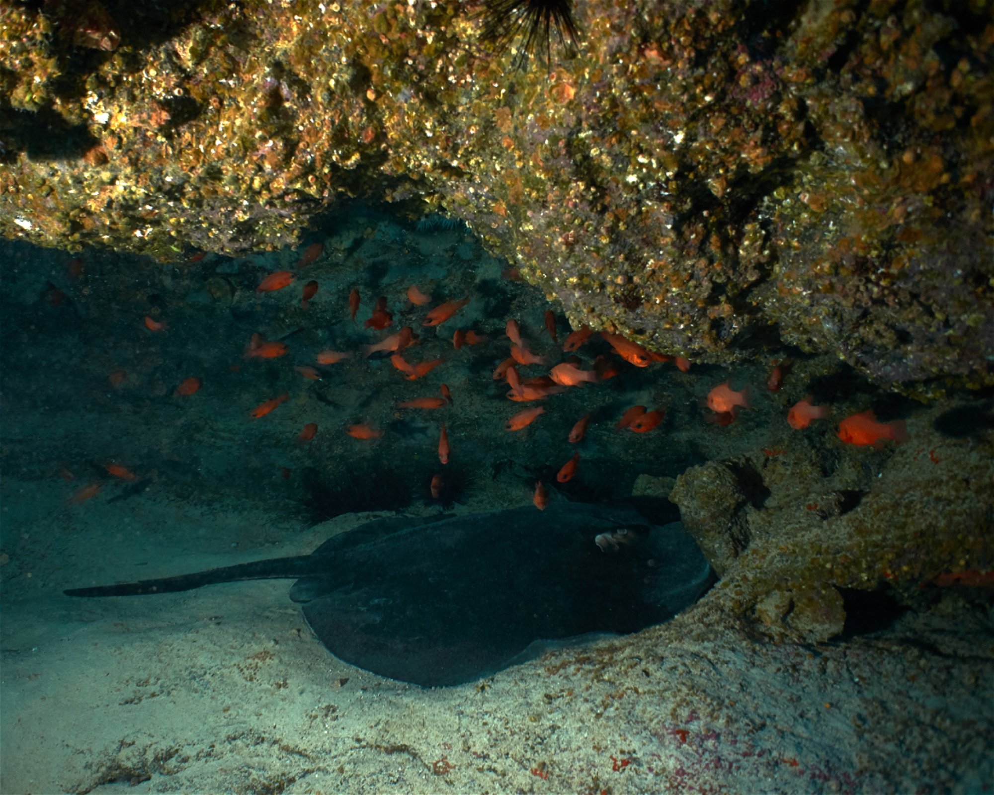 Punta Amanay SL, 35660 Fuerteventura, Corralejo