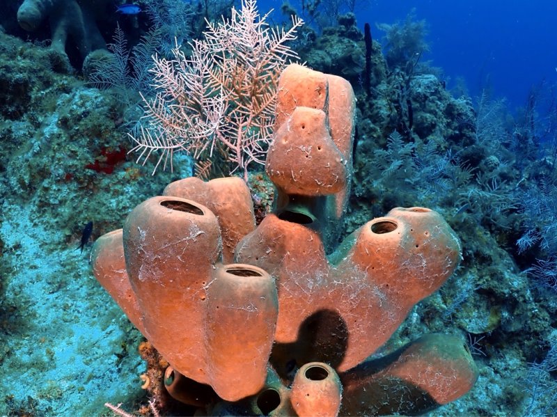 Divesite Image
