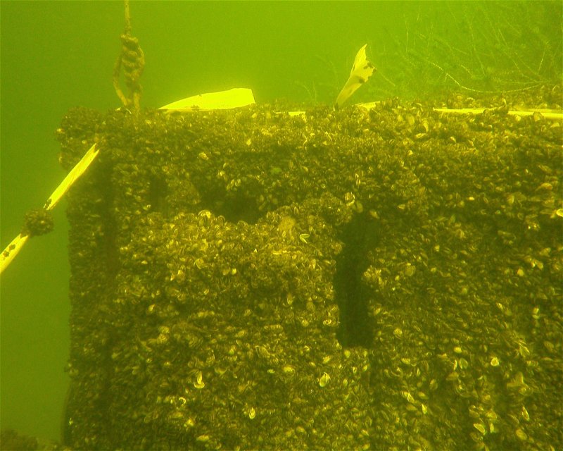 Divesite Image