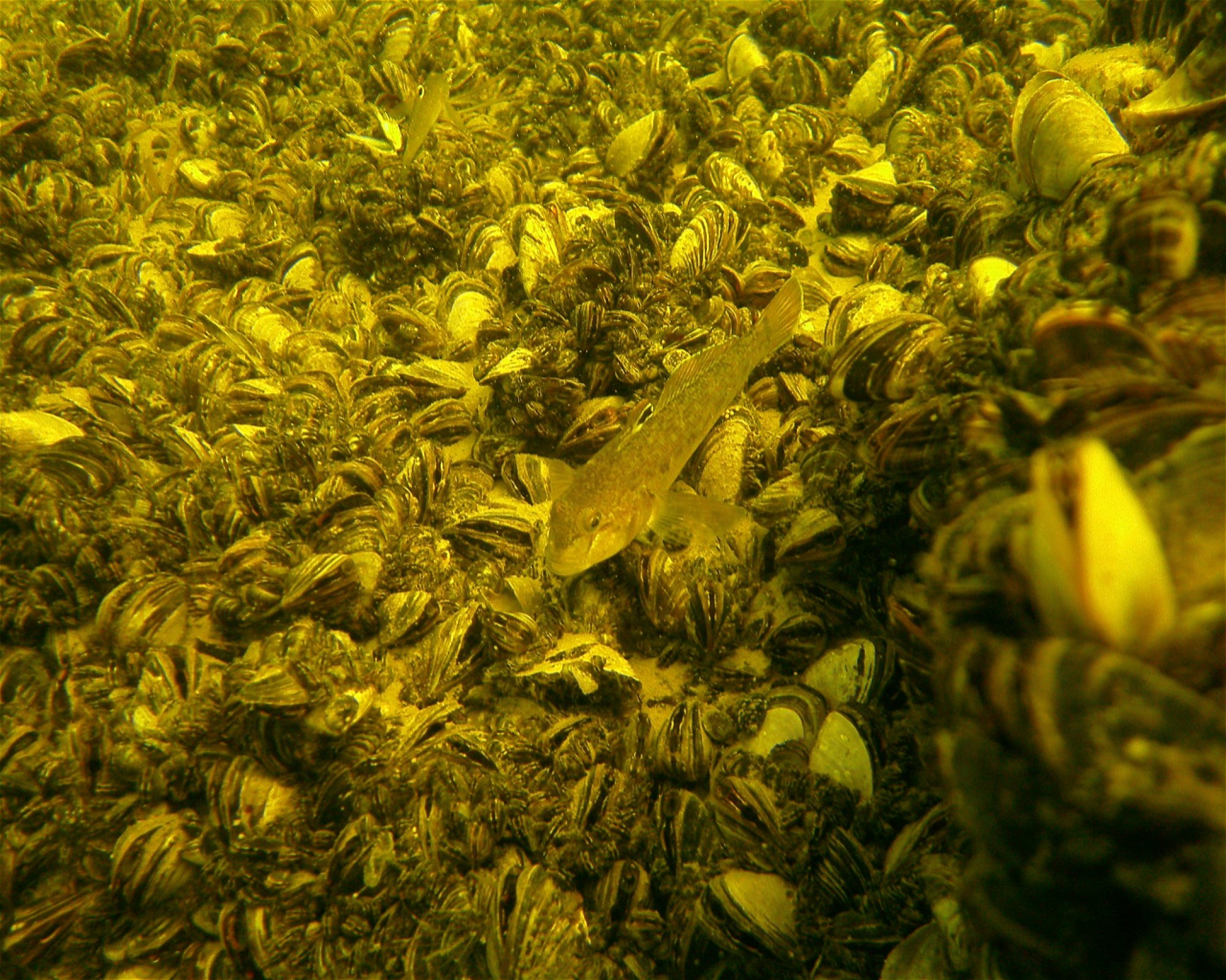 5 Sea Dive Center, 9026 Gyor