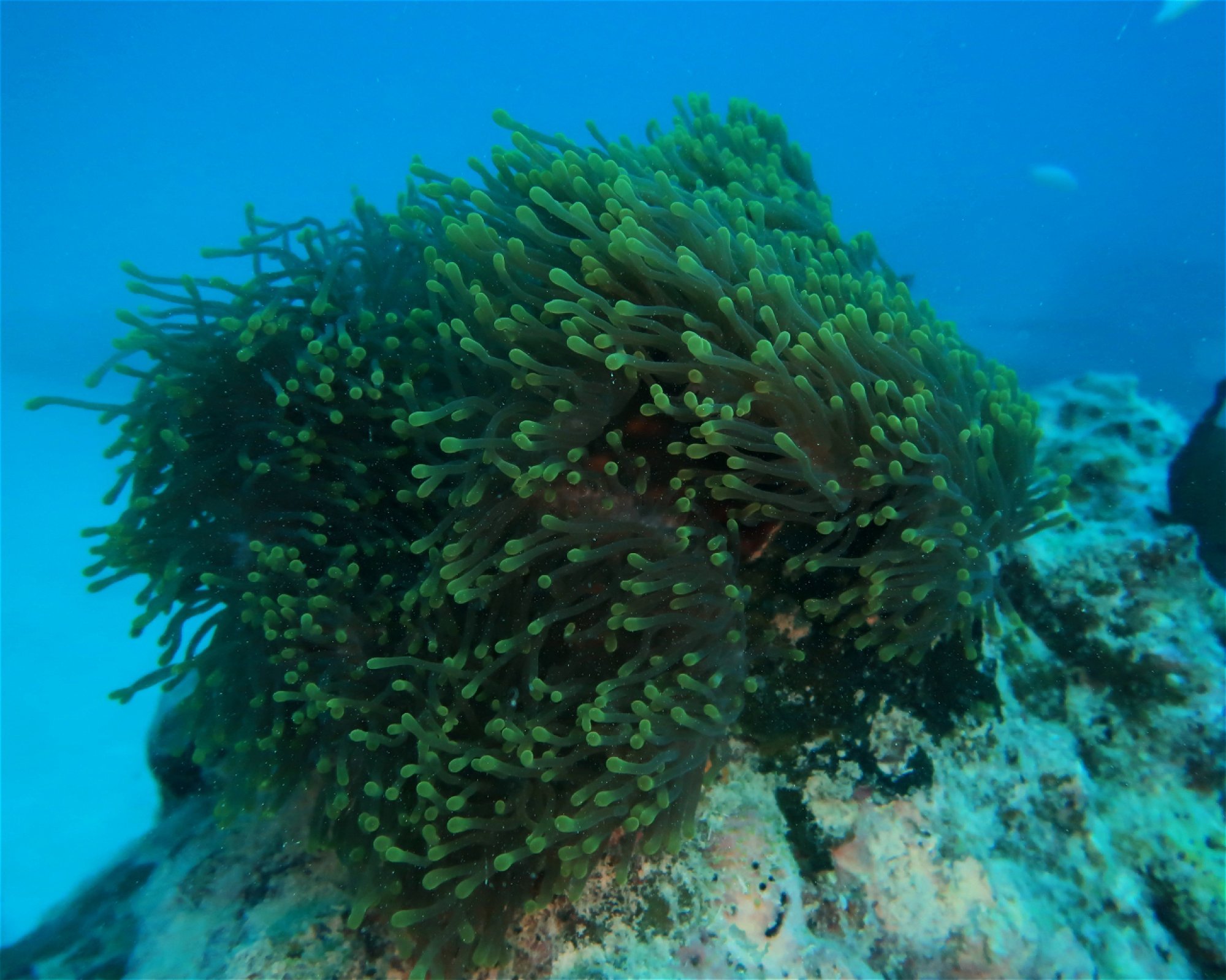 DivePoint Hudhuran Fushi, 20193 Male