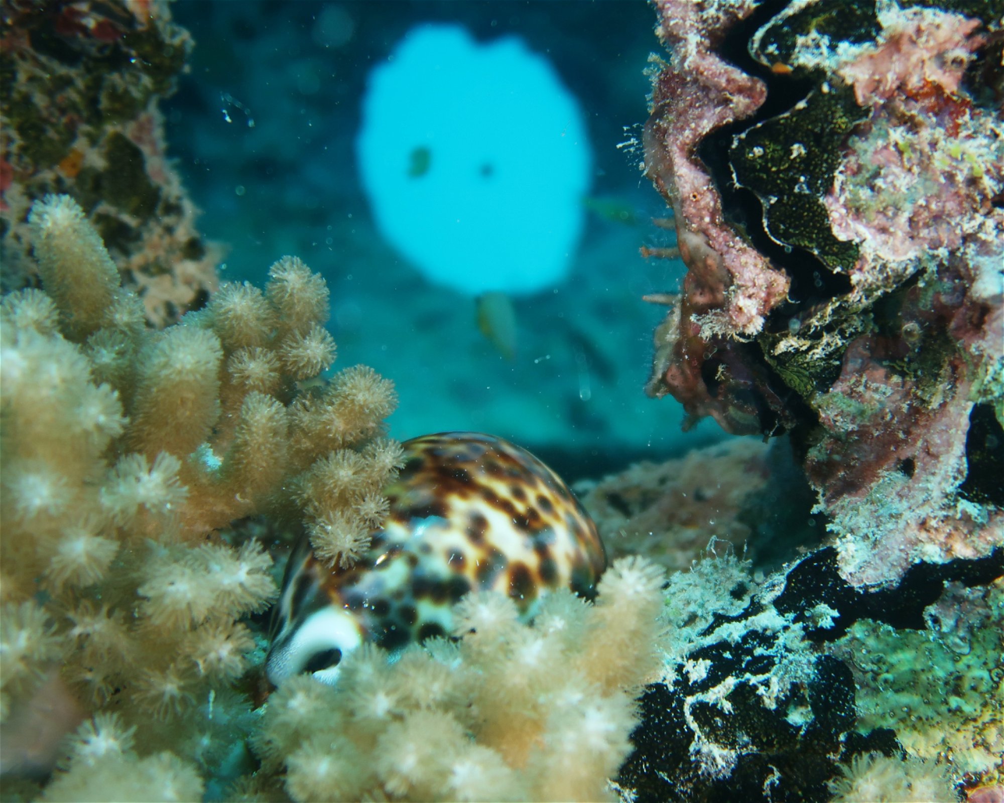 DivePoint Hudhuran Fushi, 20193 Male