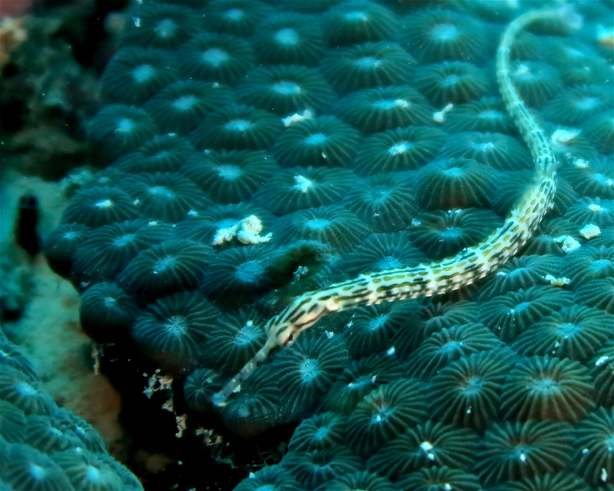 DivePoint Hudhuran Fushi, 20193 Male