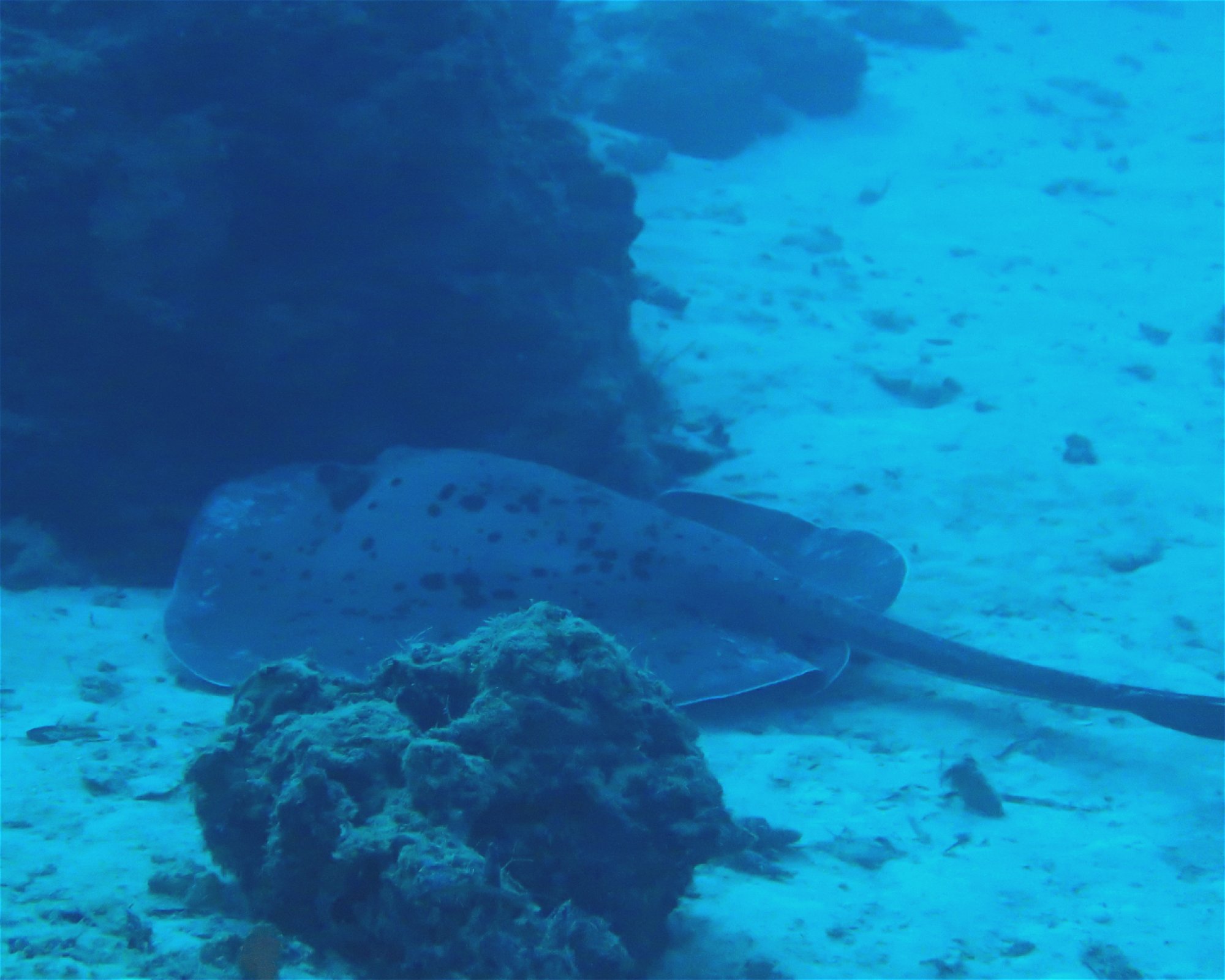 DivePoint Hudhuran Fushi, 20193 Male