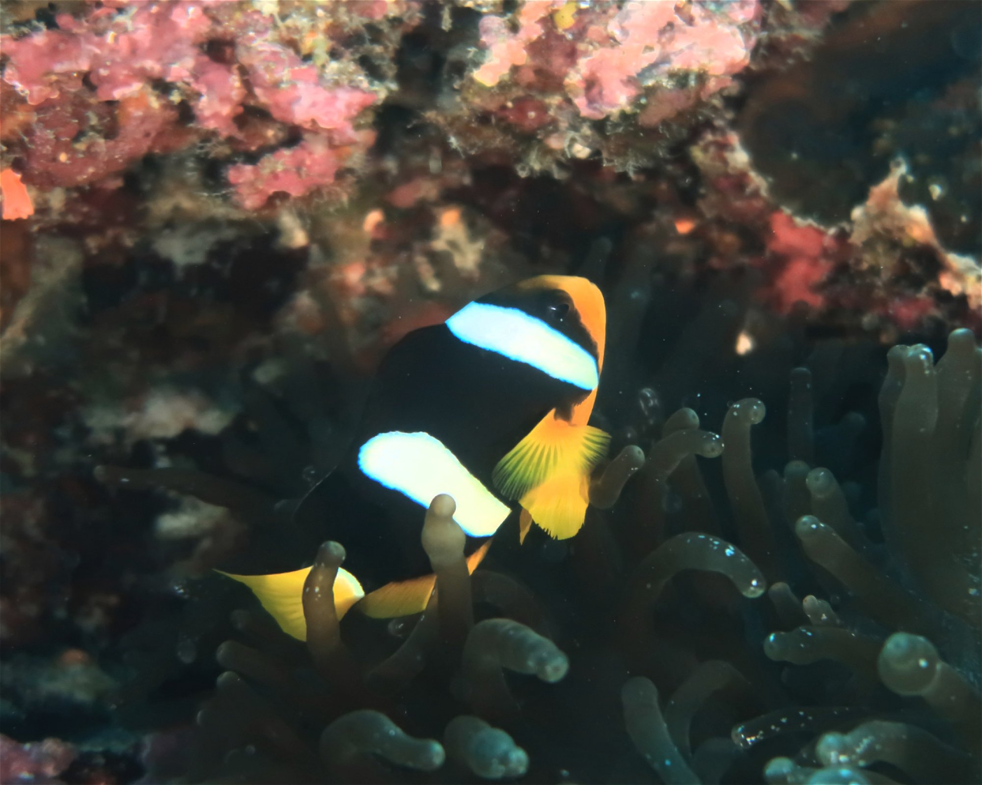 DivePoint Hudhuran Fushi, 20193 Male