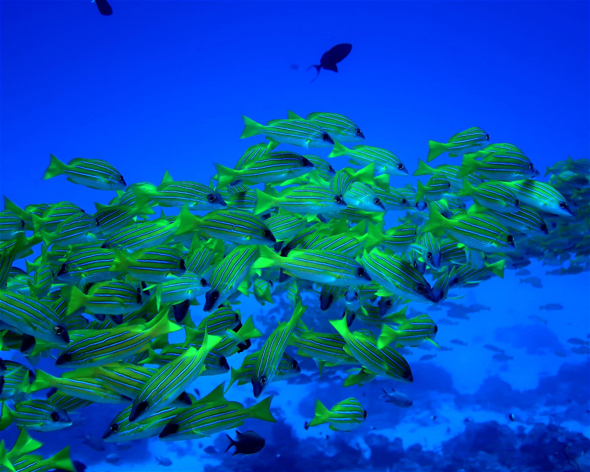 DivePoint Hudhuran Fushi, 20193 Male