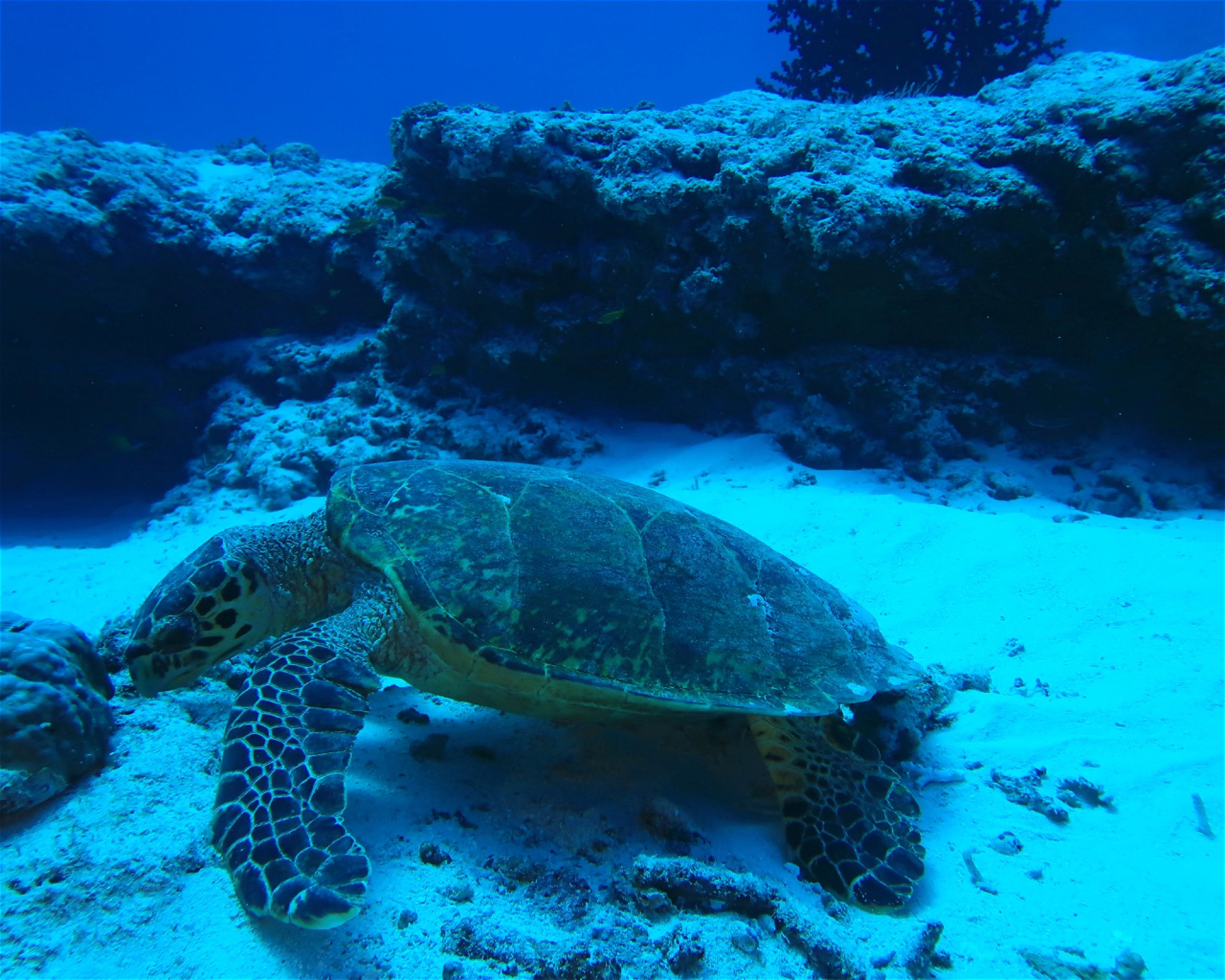 DivePoint Hudhuran Fushi, 20193 Male