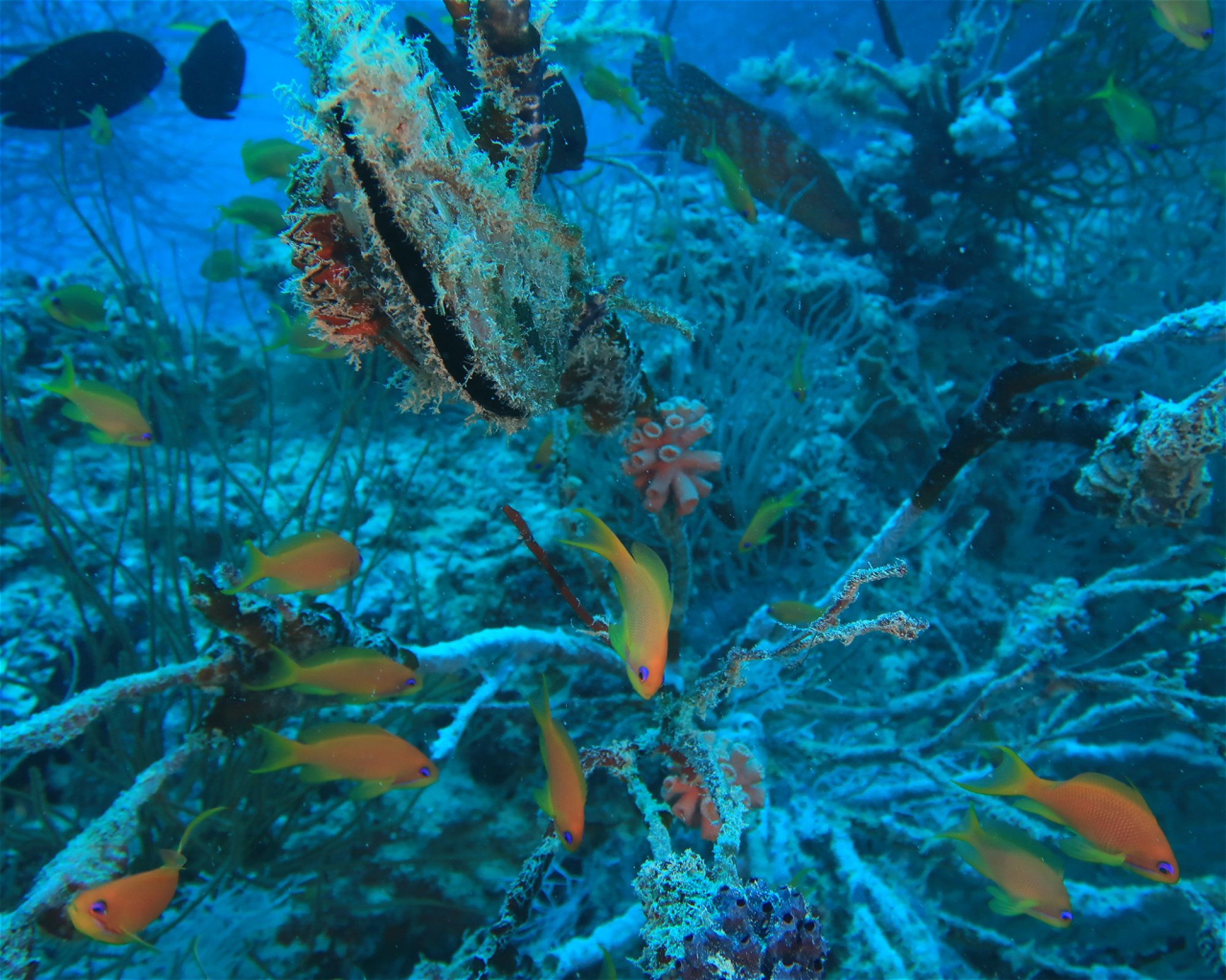 DivePoint Hudhuran Fushi, 20193 Male