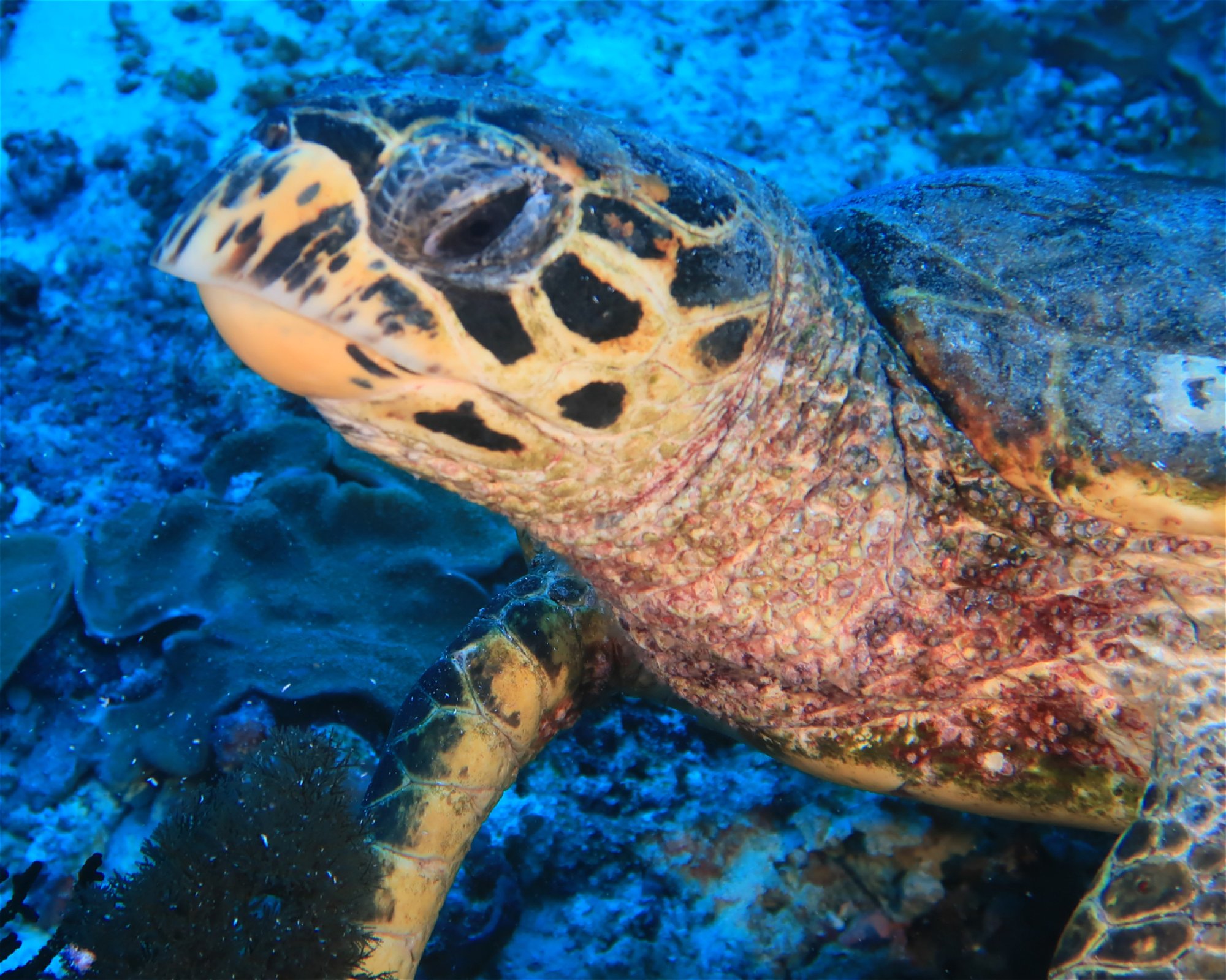 DivePoint Hudhuran Fushi, 20193 Male