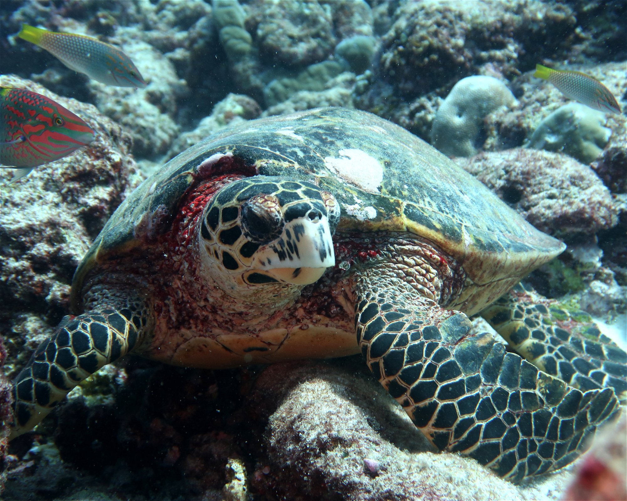 DivePoint Hudhuran Fushi, 20193 Male