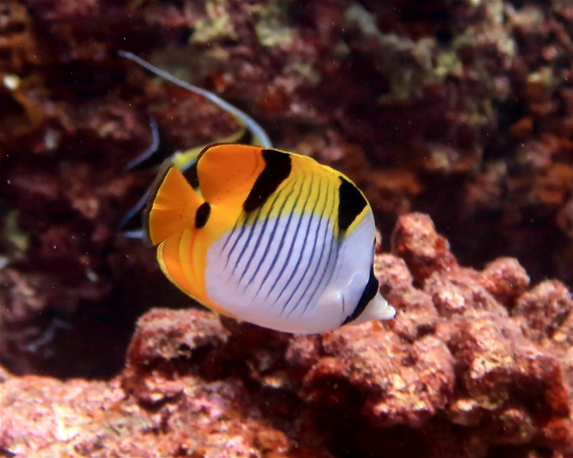 DivePoint Hudhuran Fushi, 20193 Male
