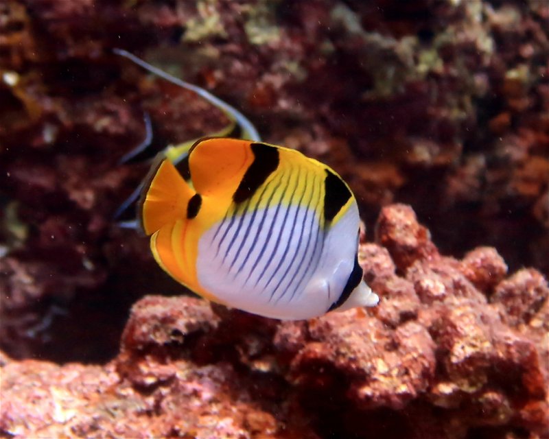 Divesite Image