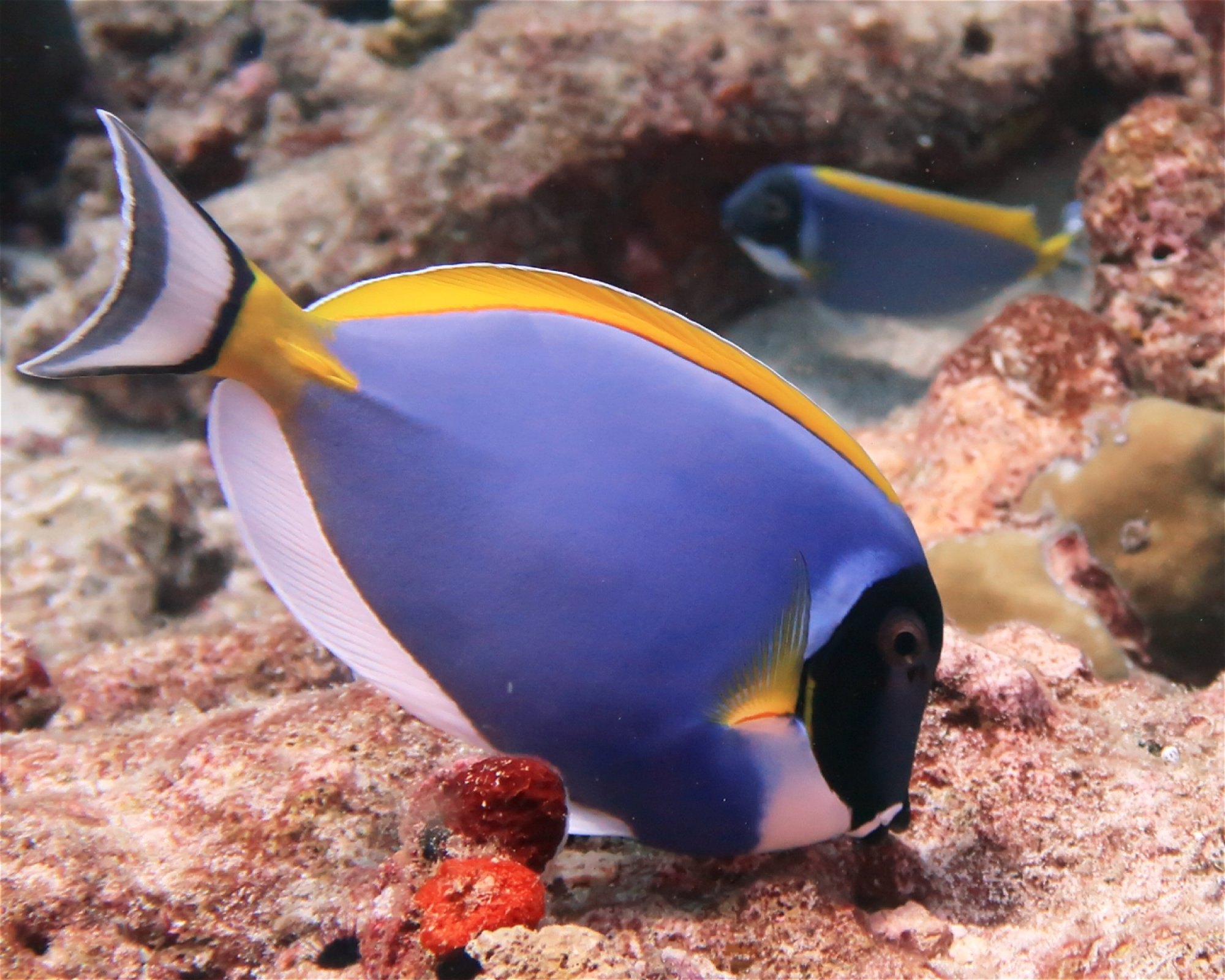 DivePoint Hudhuran Fushi, 20193 Male