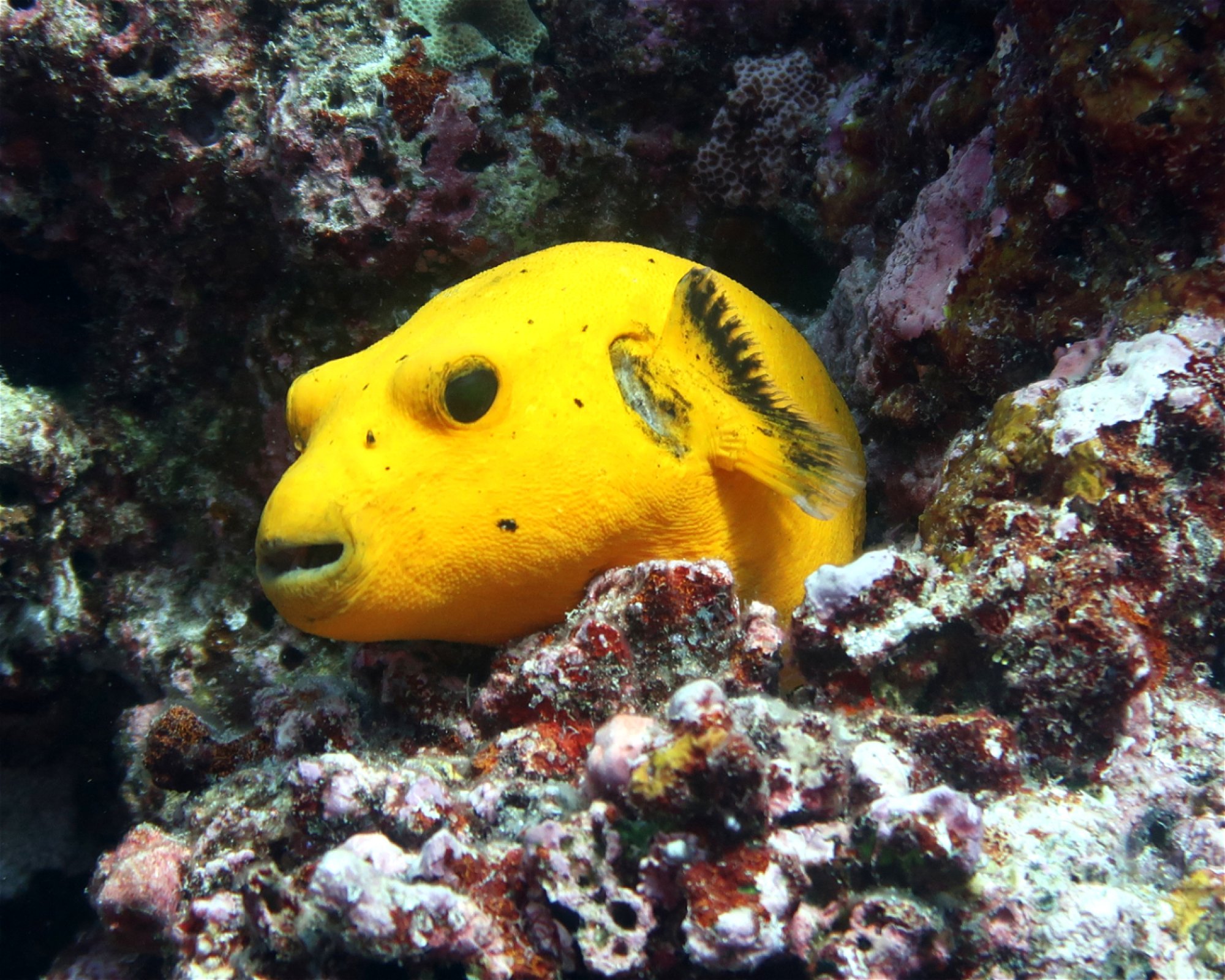 DivePoint Hudhuran Fushi, 20193 Male