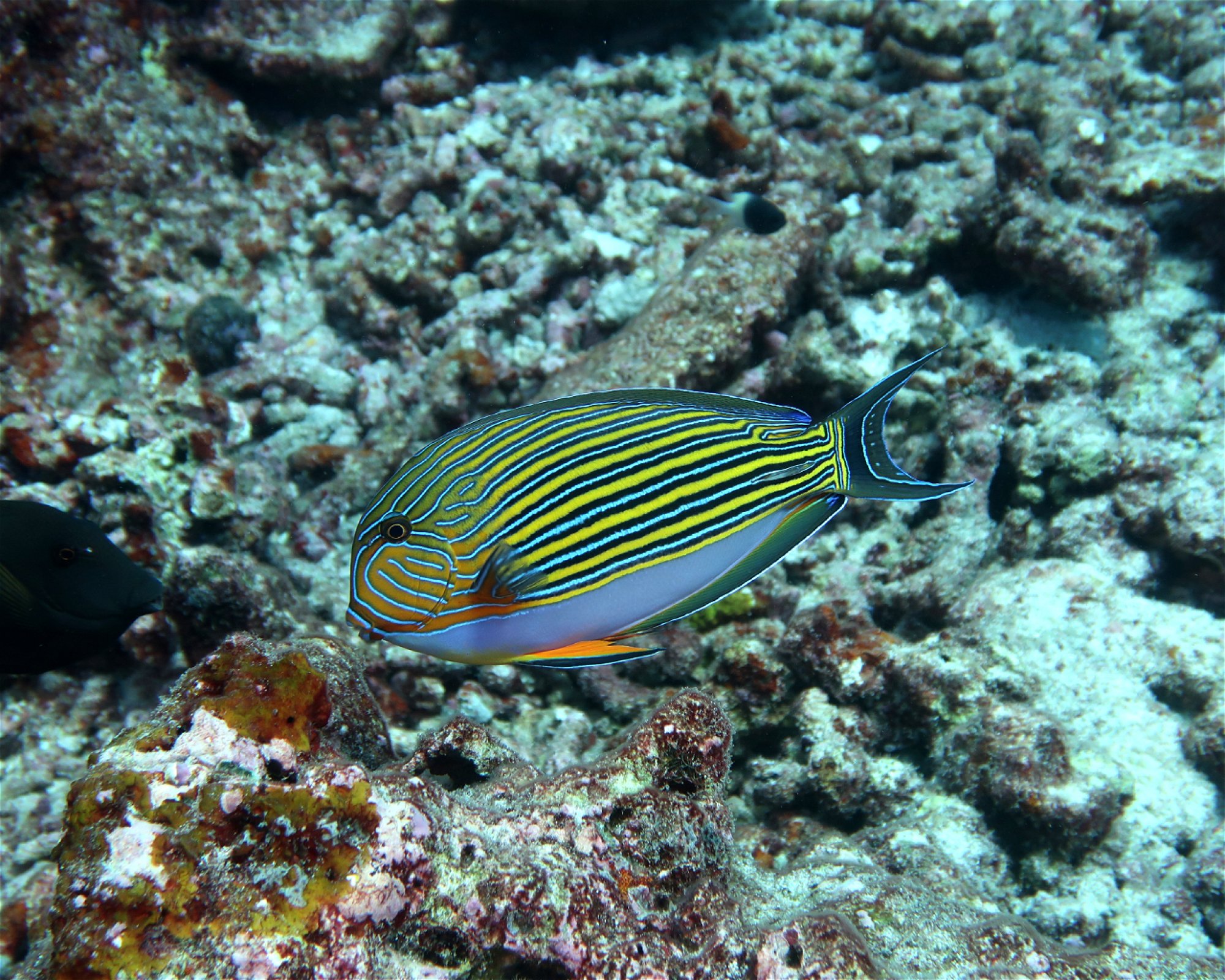 DivePoint Hudhuran Fushi, 20193 Male