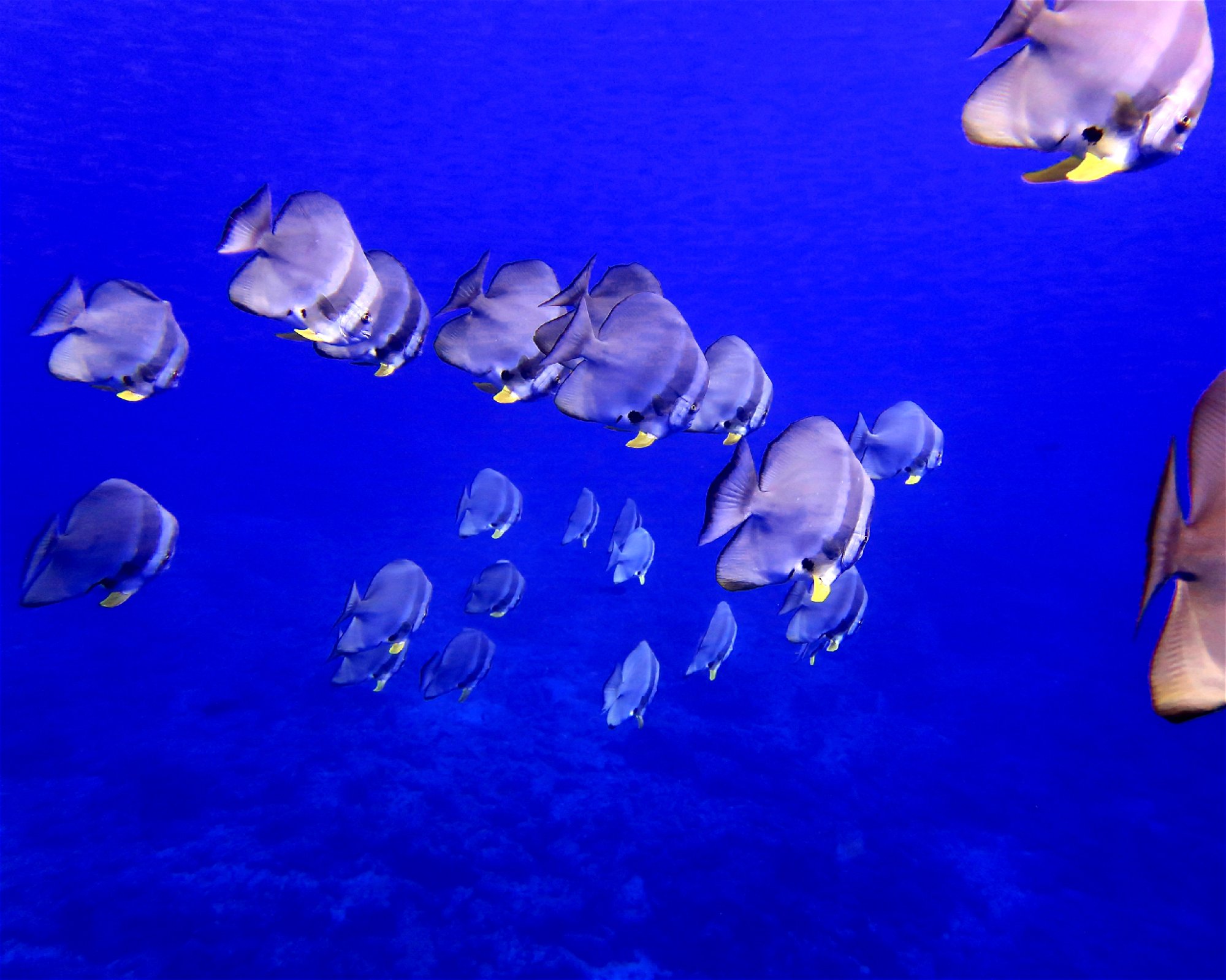 DivePoint Hudhuran Fushi, 20193 Male