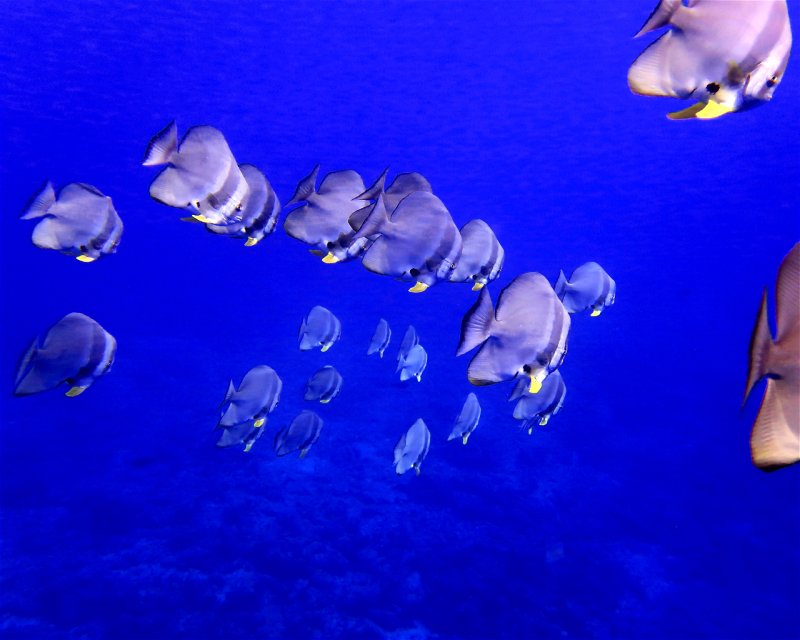 Divesite Image