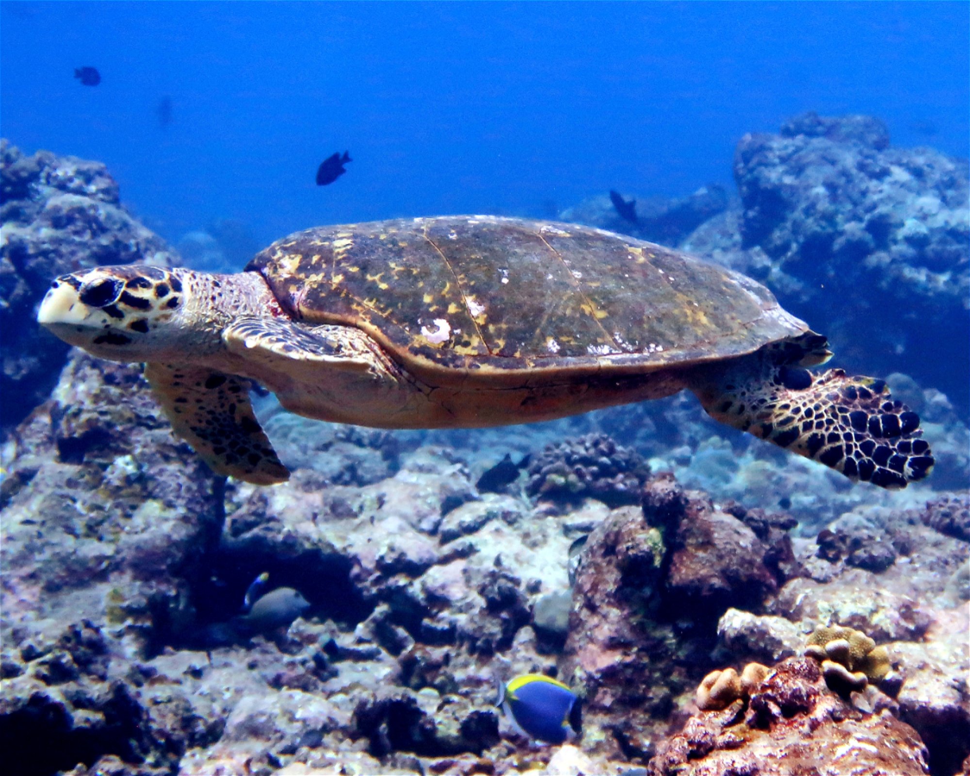 DivePoint Hudhuran Fushi, 20193 Male