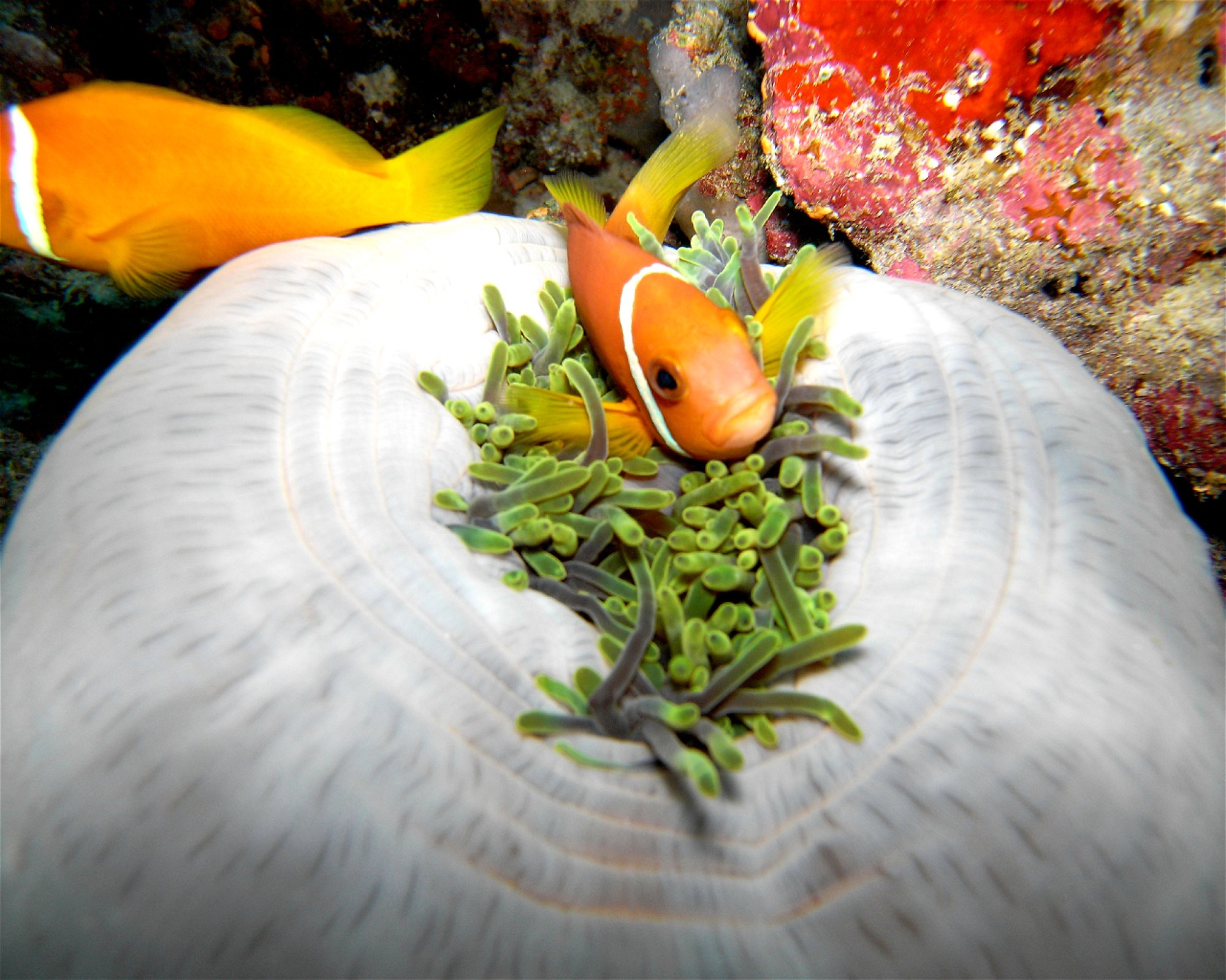 DivePoint Hudhuran Fushi, 20193 Male