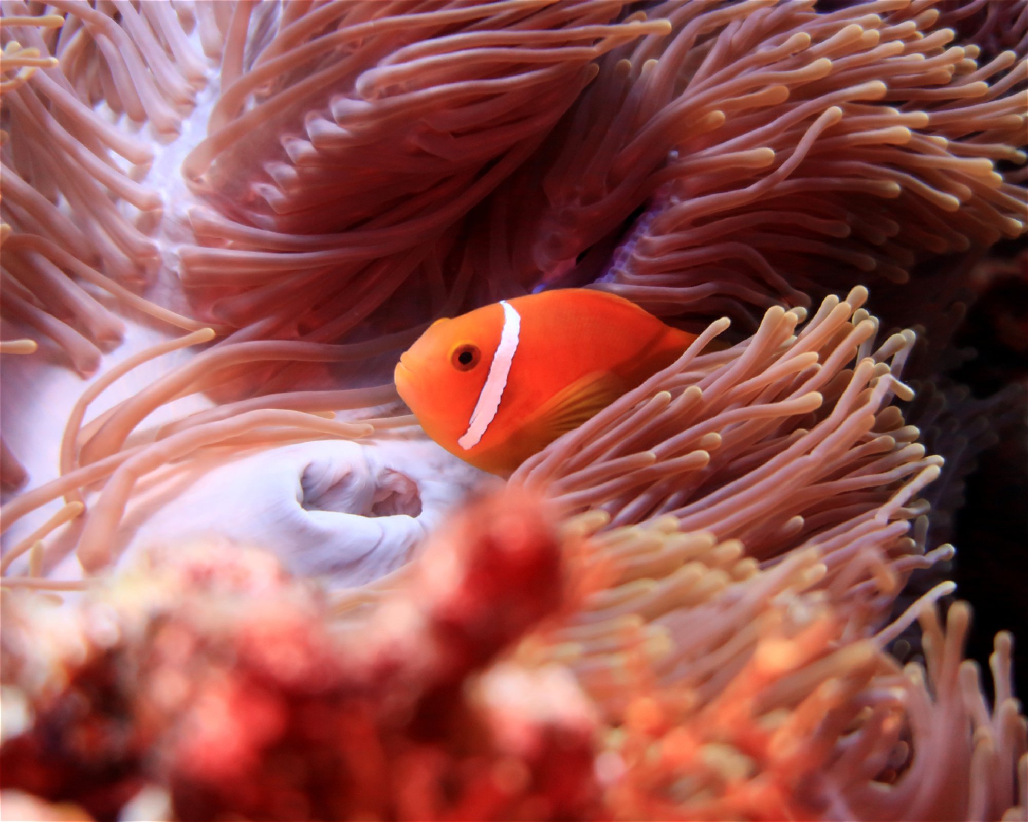 DivePoint Hudhuran Fushi, 20193 Male