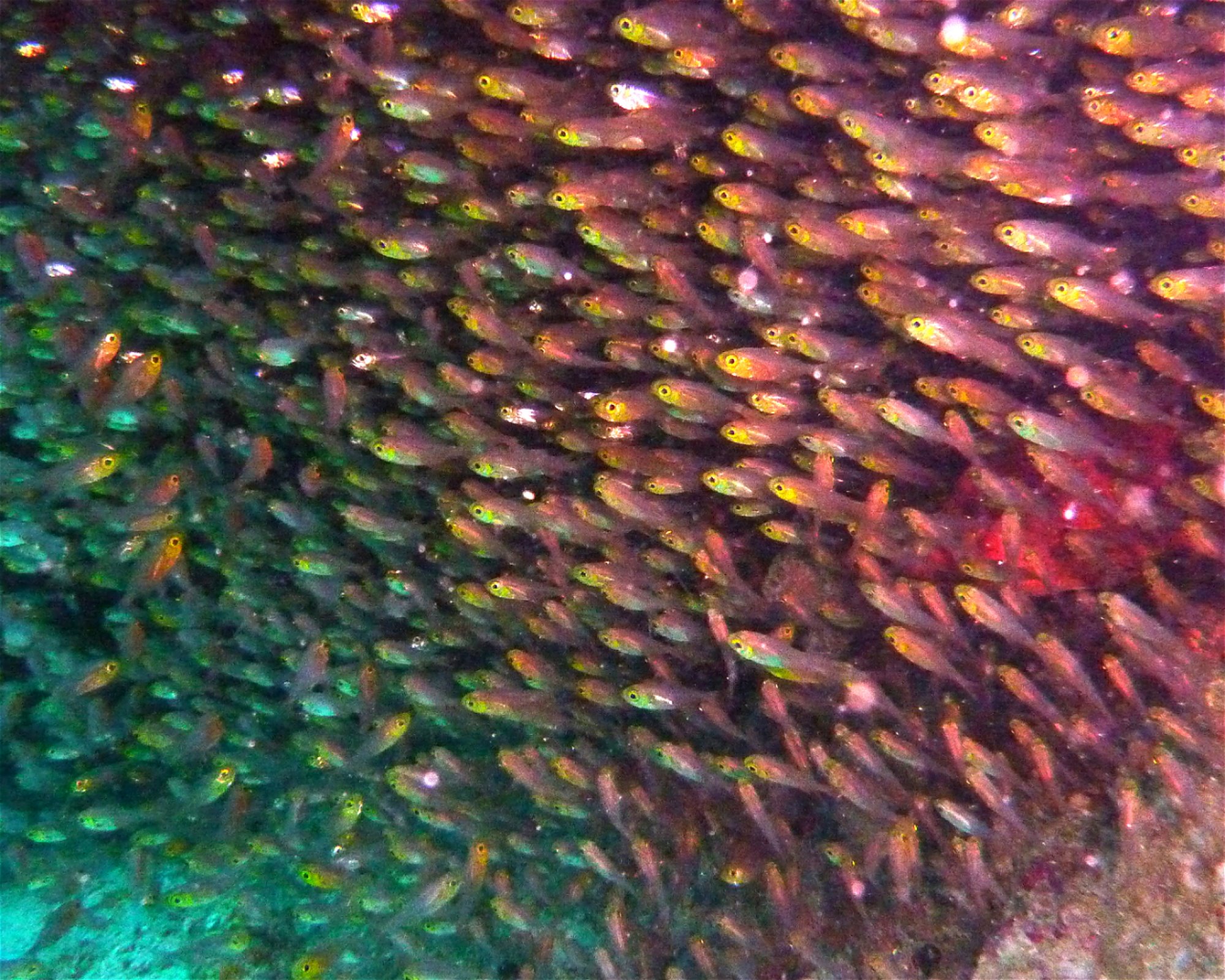 DivePoint Hudhuran Fushi, 20193 Male