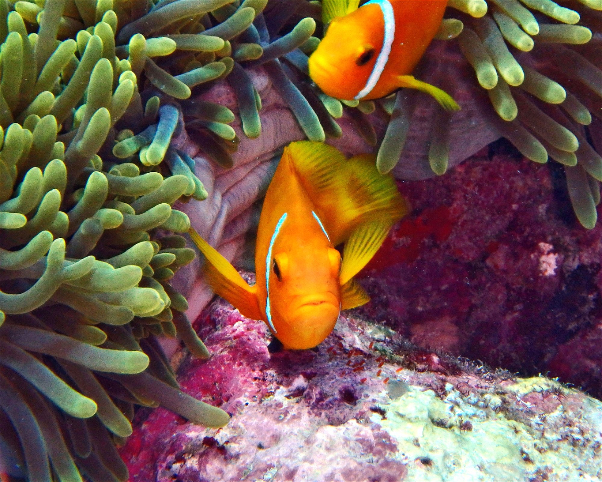 DivePoint Hudhuran Fushi, 20193 Male