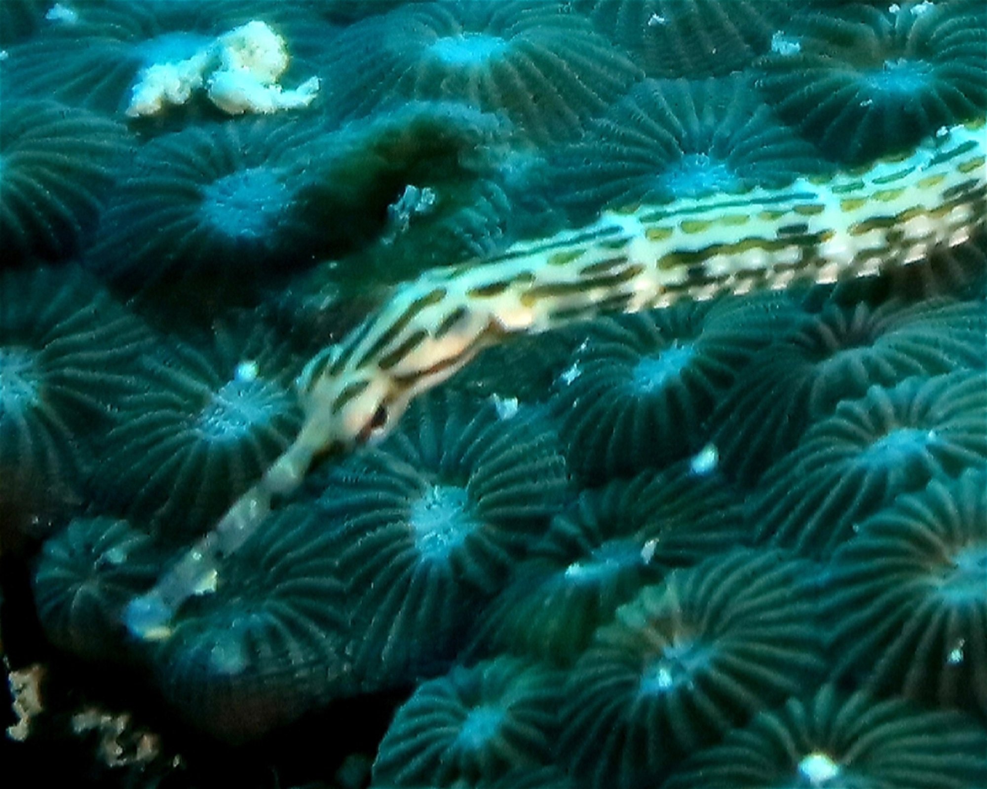 DivePoint Hudhuran Fushi, 20193 Male