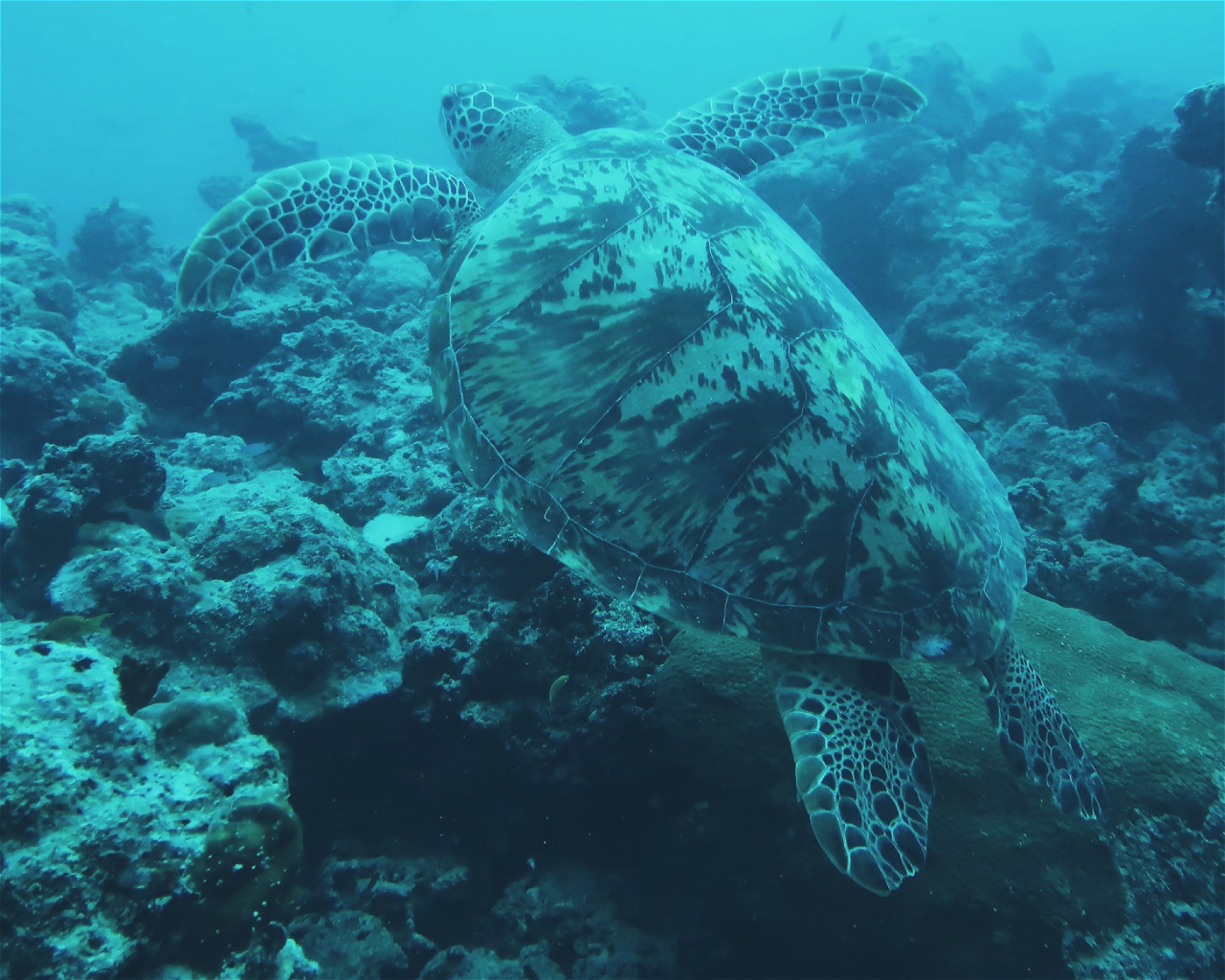 DivePoint Hudhuran Fushi, 20193 Male