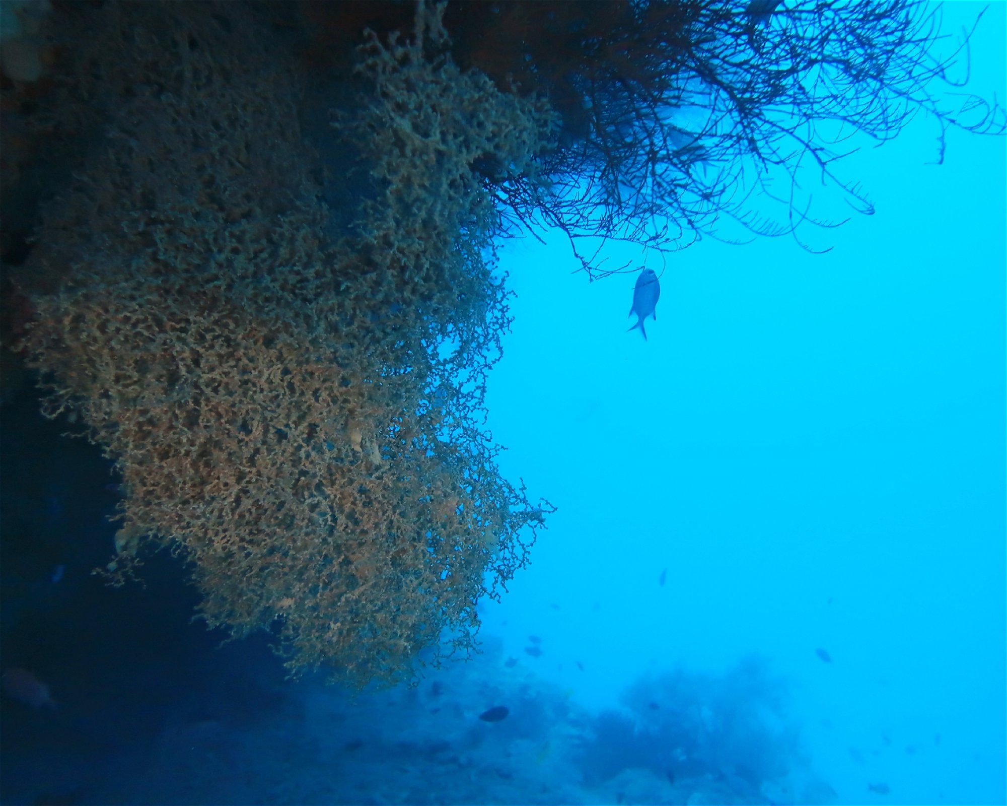 DivePoint Hudhuran Fushi, 20193 Male