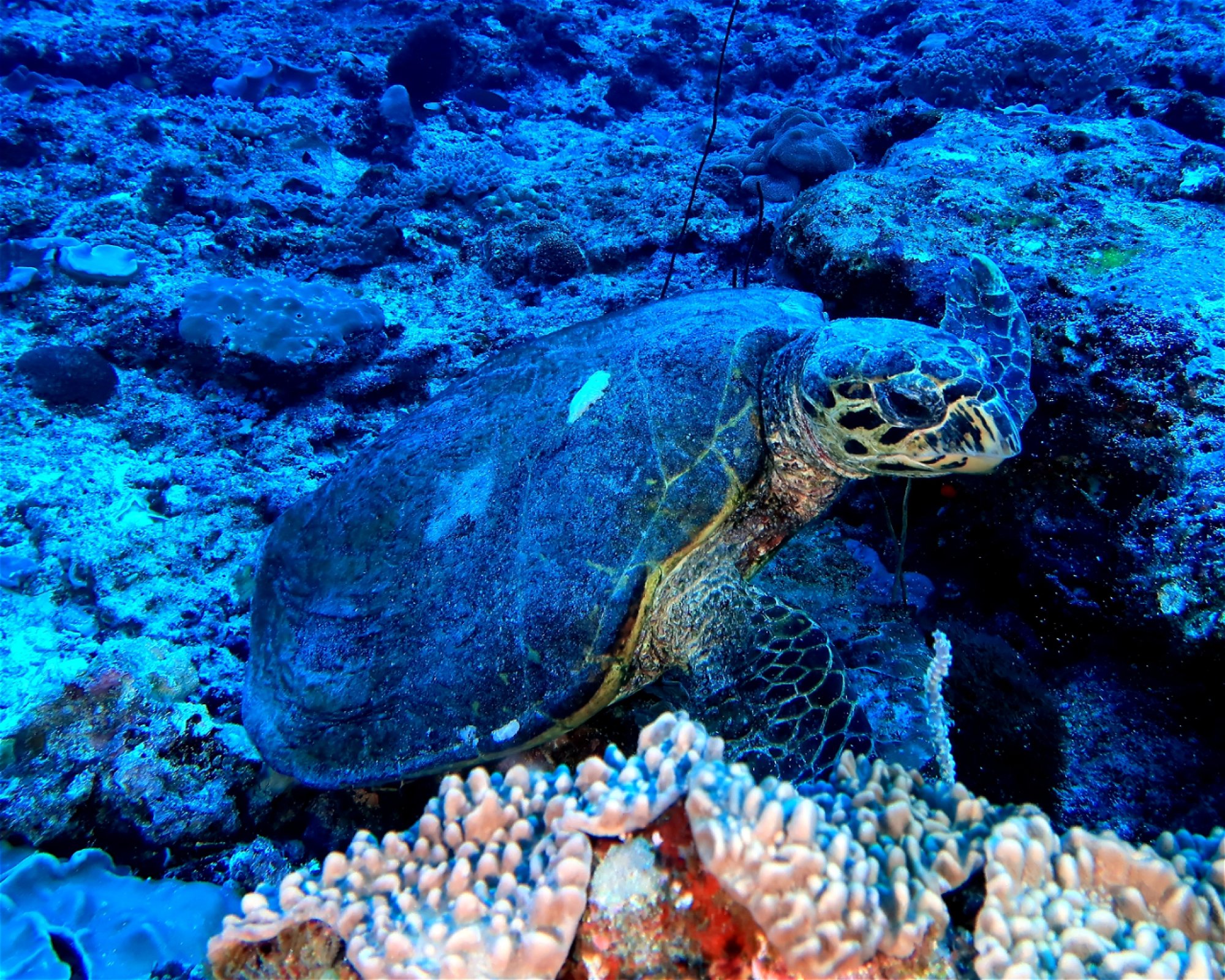 DivePoint Hudhuran Fushi, 20193 Male