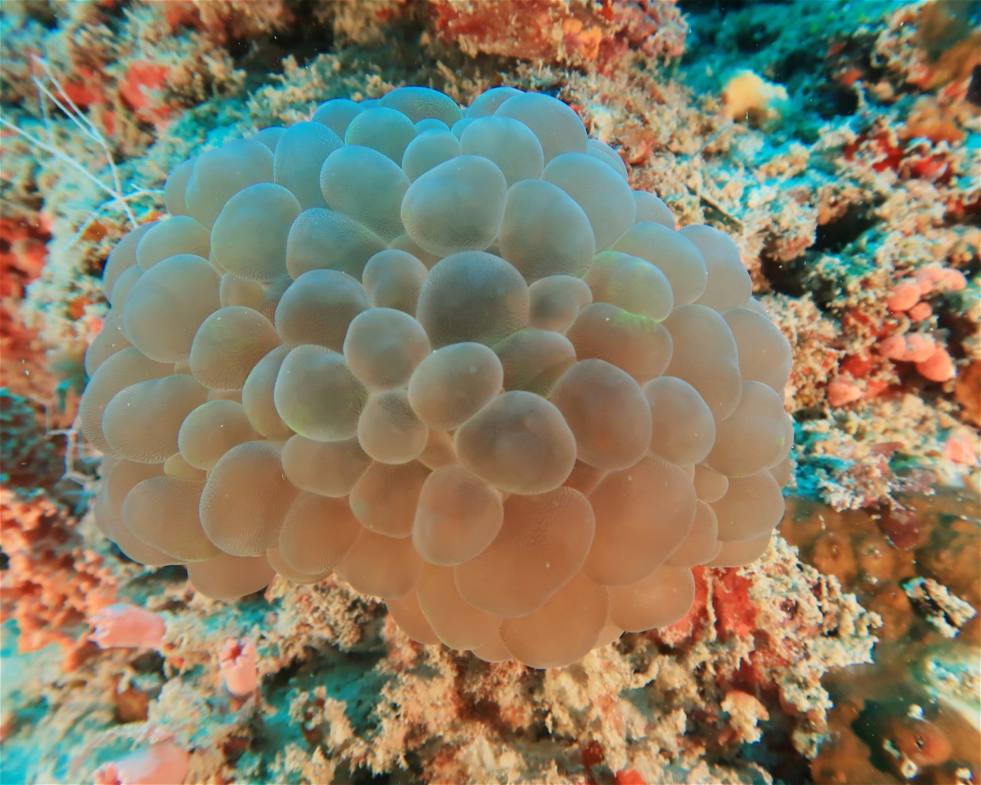 DivePoint Hudhuran Fushi, 20193 Male