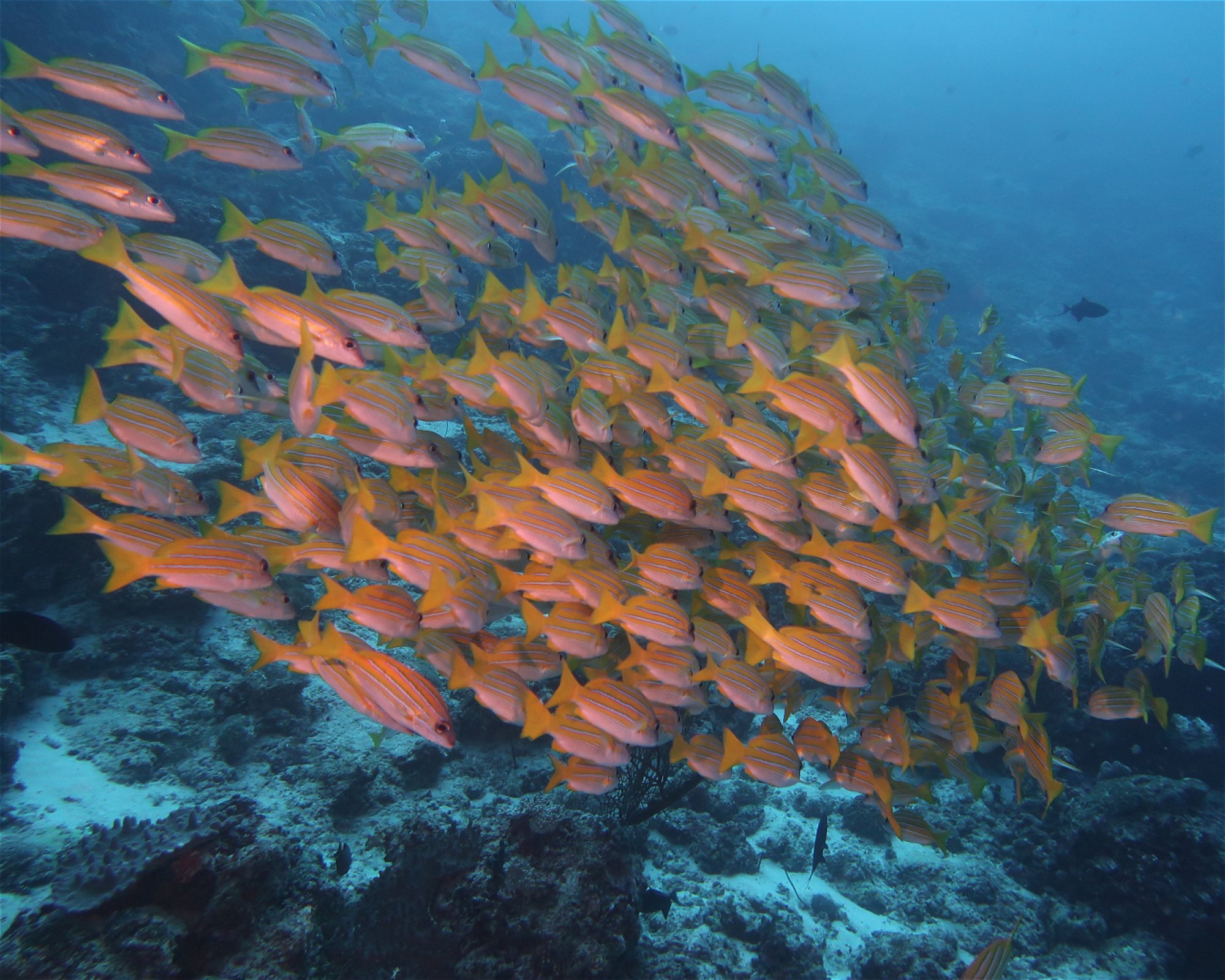 DivePoint Hudhuran Fushi, 20193 Male