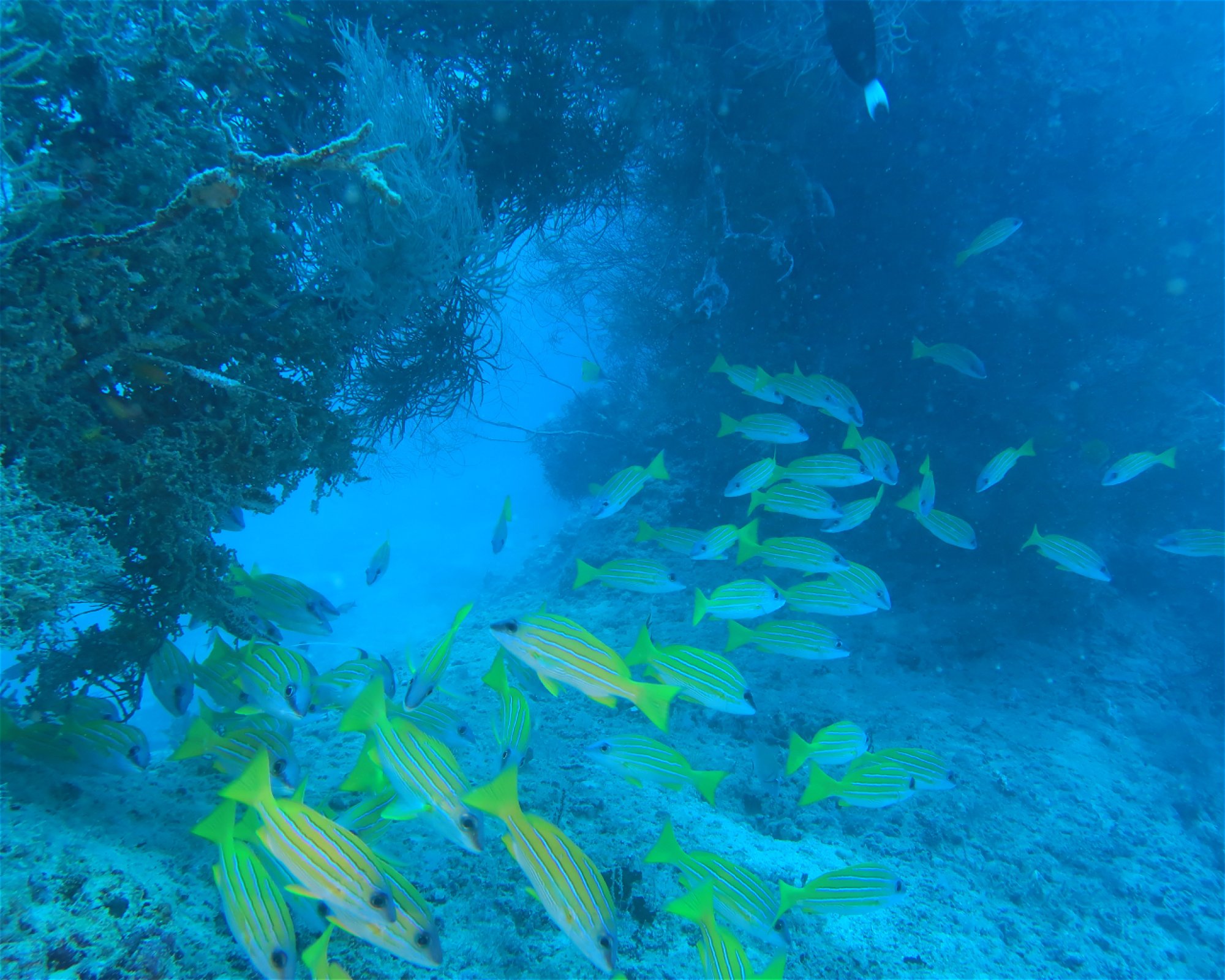 DivePoint Hudhuran Fushi, 20193 Male