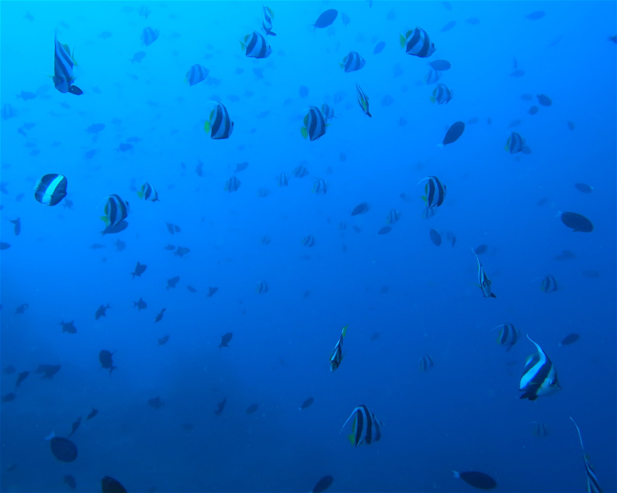 DivePoint Hudhuran Fushi, 20193 Male