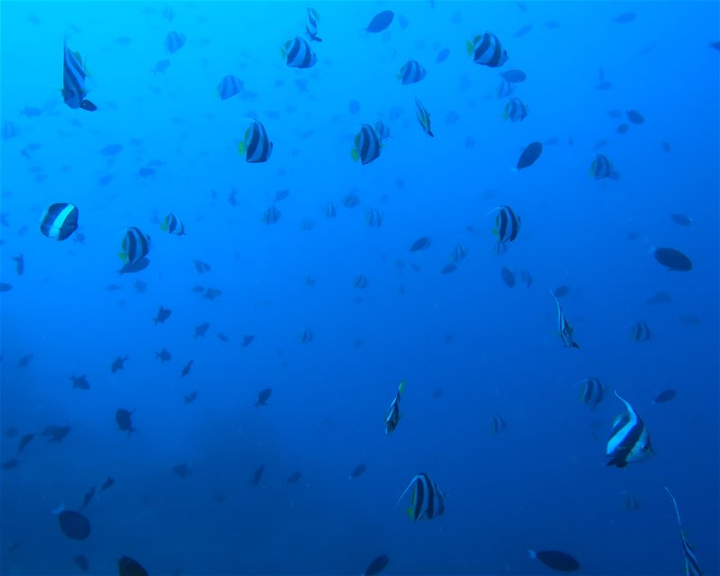 Divesite Image