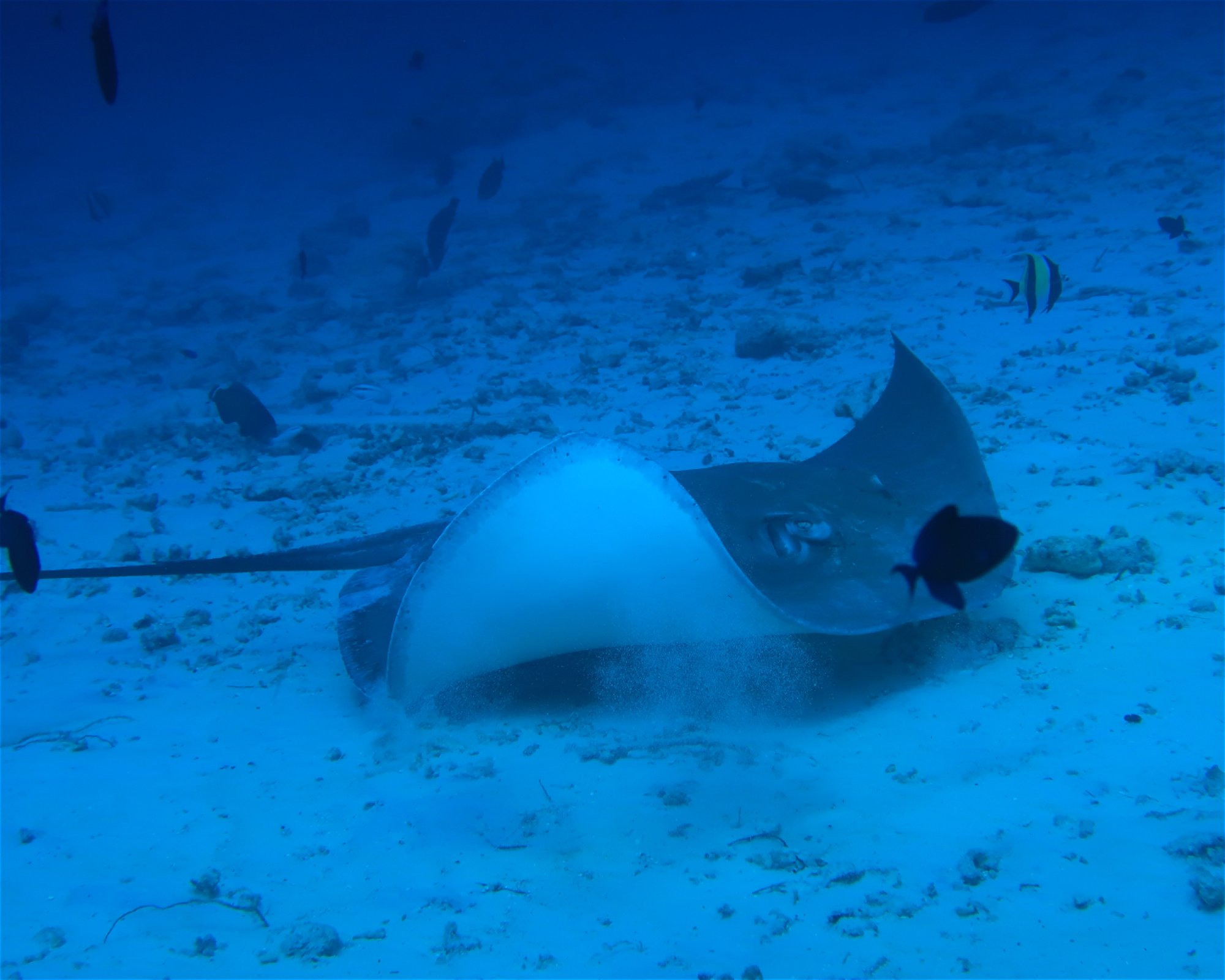 DivePoint Hudhuran Fushi, 20193 Male
