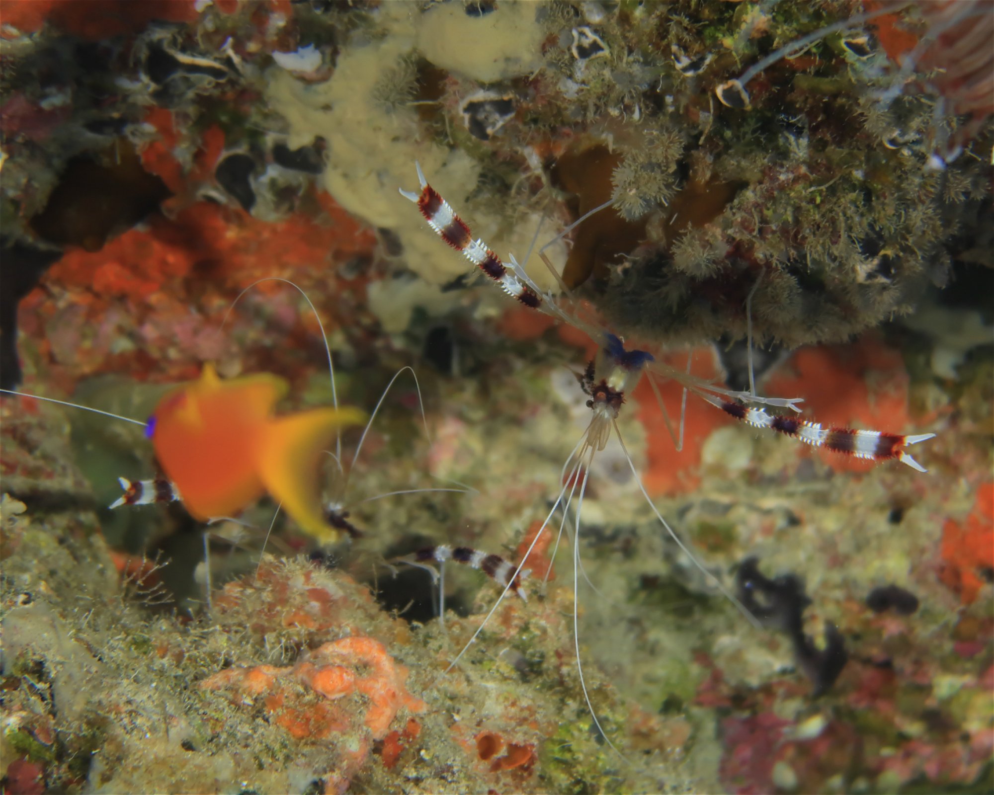 DivePoint Hudhuran Fushi, 20193 Male