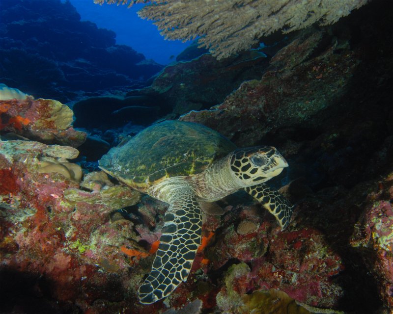 Divesite Image