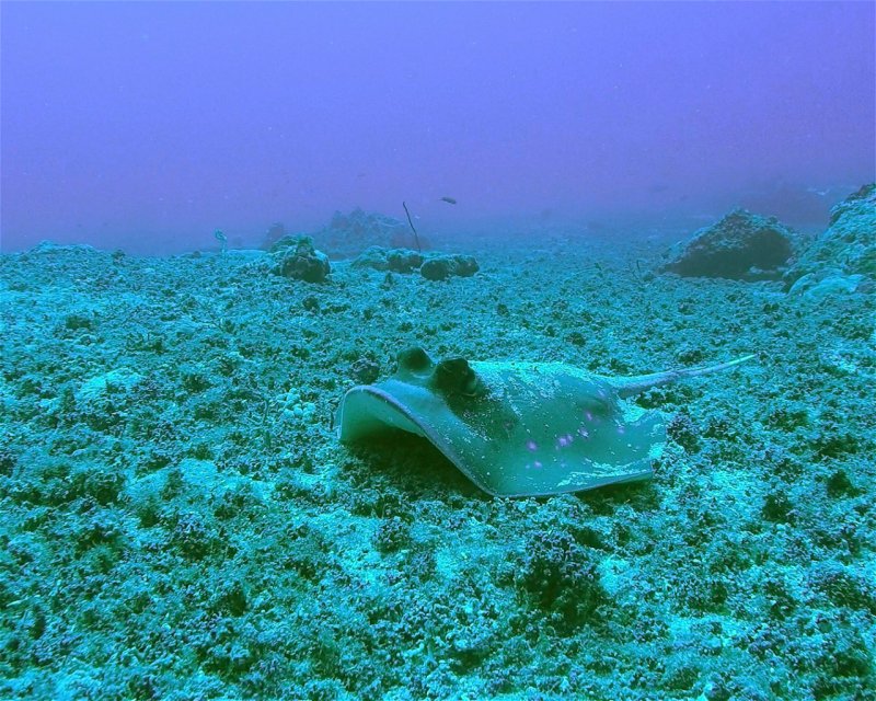 Divesite Image