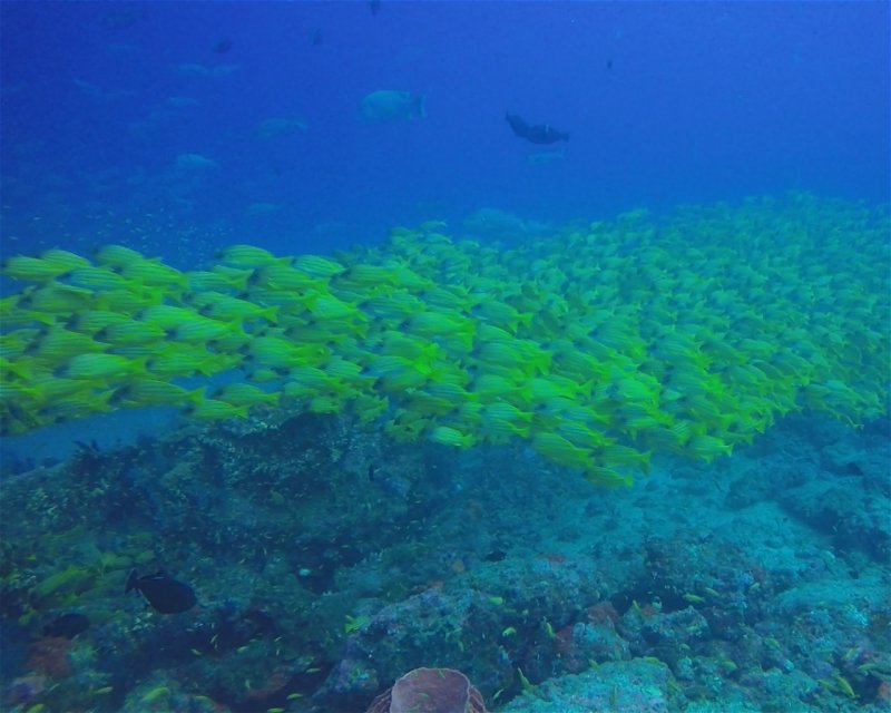 Divesite Image